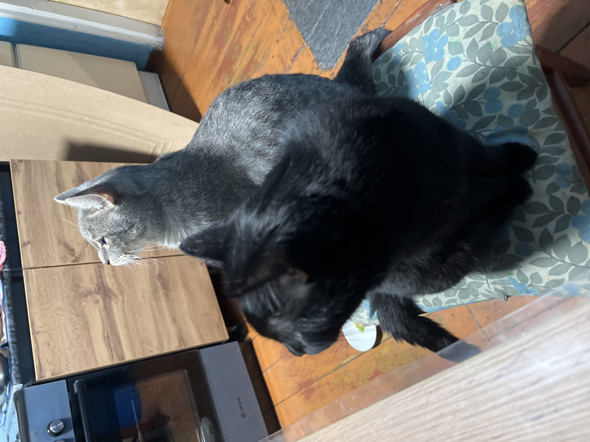 Two cats, one black and one gray, are sitting on a chair with a blue and green floral pattern. The black cat is in the foreground, facing away from the camera, while the gray cat is behind it, looking to the right. The cats are in a room with wooden floors and cabinets in the background. A kitchen stove is visible to the left. The scene appears to be indoors in a residential setting. There is no indication of the city of Nizhny Tagil, Russia.