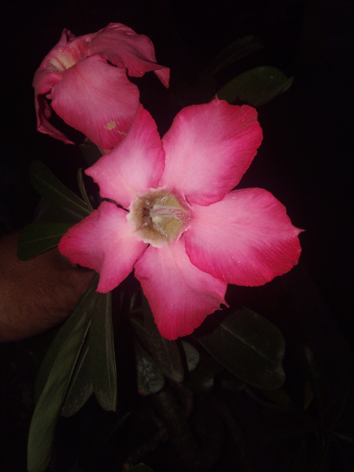 An extreme close-up, low-angle shot focuses on a bright pink Adenium flower with five petals. The petals are ruffled and have a gradient of color, with the edges being a deeper pink than the center. The center of the flower is a pale yellow-green with fine, light-colored stamens. A second, less developed pink flower is partially visible in the upper left, with wilting petals. Several dark green leaves are visible below and to the left of the main flower. A human hand, with visible skin texture and tone, is positioned behind and to the left of the flower, its fingers gently supporting the stem. The background is entirely black, suggesting a dark environment or a deliberate photographic choice to isolate the subject. The image was taken in Cisarua, Indonesia.