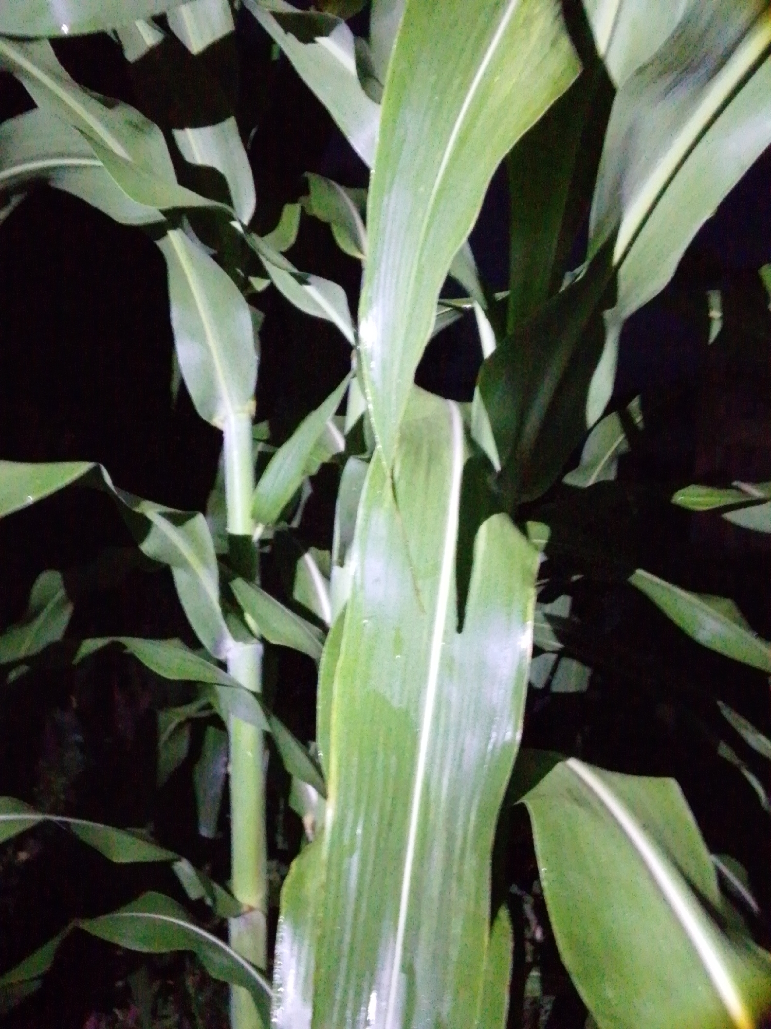 In the city of Serti, Nigeria, a close-up shot captures a dense, dark environment dominated by the lush, green leaves and stalks of corn plants. The lighting is dim, creating deep shadows that obscure much of the background, suggesting either nightfall or a heavily canopied area. The corn stalks are thick and vertically oriented, with broad, elongated leaves fanning out. Some of the leaves exhibit a sheen, possibly from dew or recent rain. The focus is on the texture and form of the plants, with sharp lines and creases visible on the leaves, and subtle variations in color from deep green to lighter, almost white veins. The overall impression is one of natural abundance, with the corn plants forming an impenetrable wall of foliage.