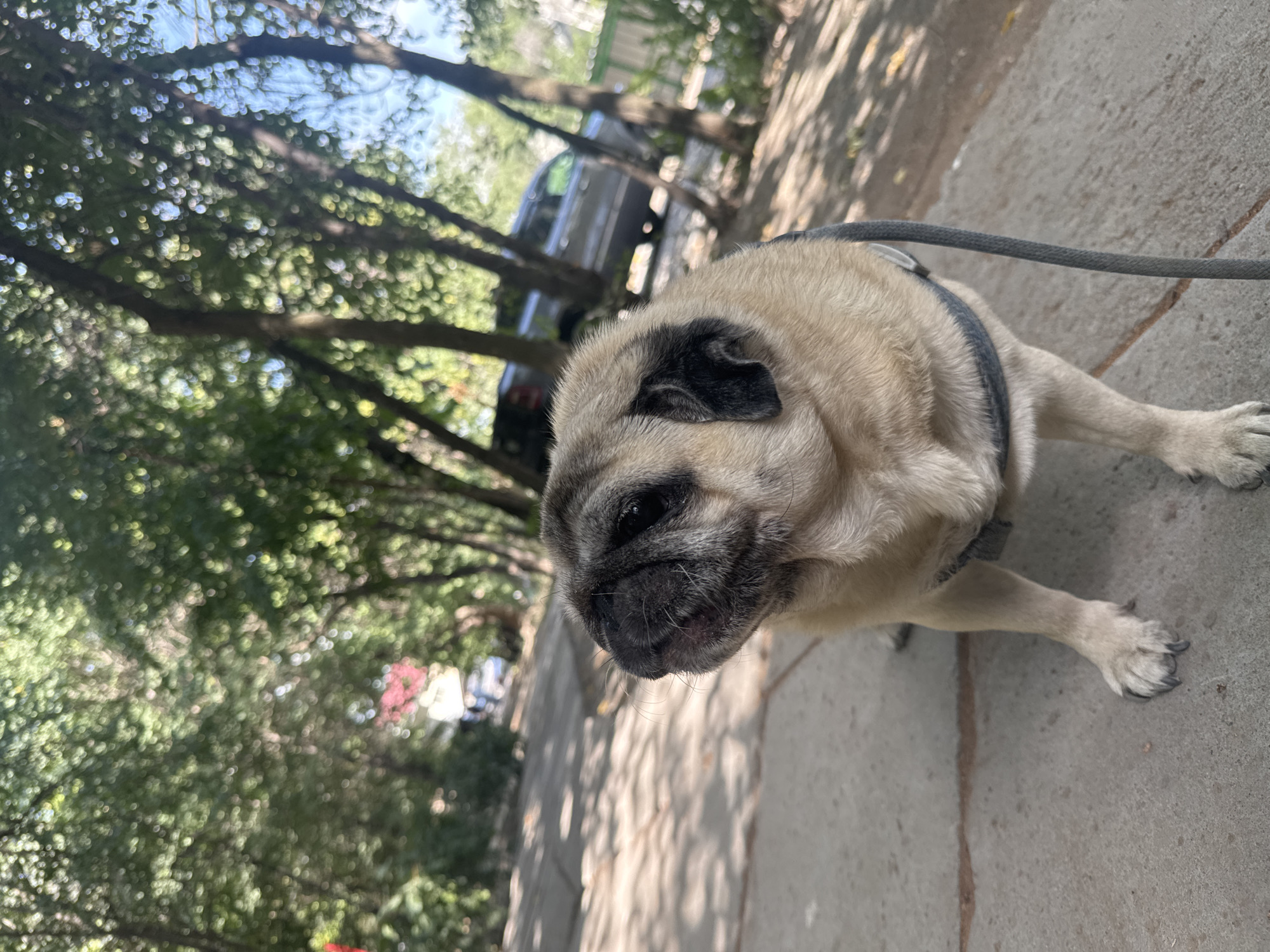 An eye-level, medium shot shows a fawn-colored pug wearing a gray harness and leash, facing slightly upward and to the left. The pug's face is in focus, with its wrinkled snout and dark eyes clearly visible. Its body is slightly out of focus. The background is blurred, showing trees with dappled sunlight filtering through their leaves, a concrete pathway, and hints of a street with a silver SUV and a white building in the distance. The lighting suggests it is daytime. The scene appears to be an outdoor setting, possibly a park or sidewalk in the city of Bishkek, Kyrgyzstan.