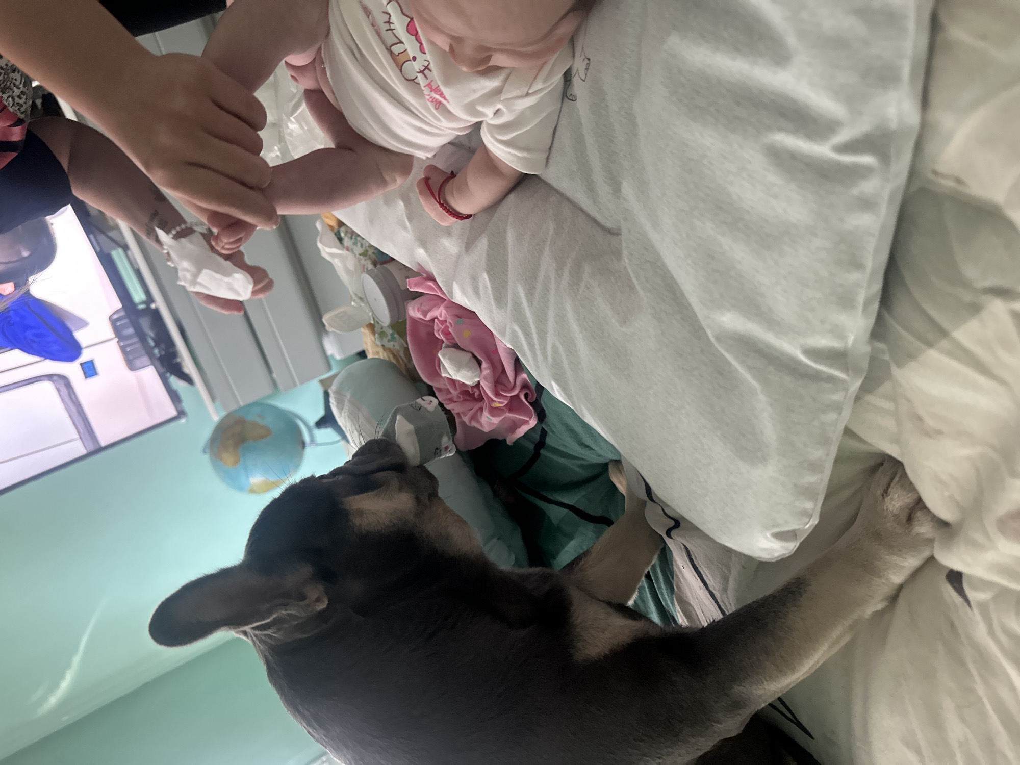 In an indoor environment, a brown and black dog is sniffing a baby's foot on a bed. The baby is lying on its back, dressed in a white onesie and a red bracelet on its left wrist. A person's hands are visible, holding a white wipe near the baby's foot, suggesting a diaper change is in progress. The bed is covered with a white sheet and a teal and green patterned blanket. Scattered around are baby items, including a pink cloth and a container. In the background, a globe is visible on a dresser, and a television screen displays an image. The walls are painted a light blue-green color. The scene appears to be a domestic setting.