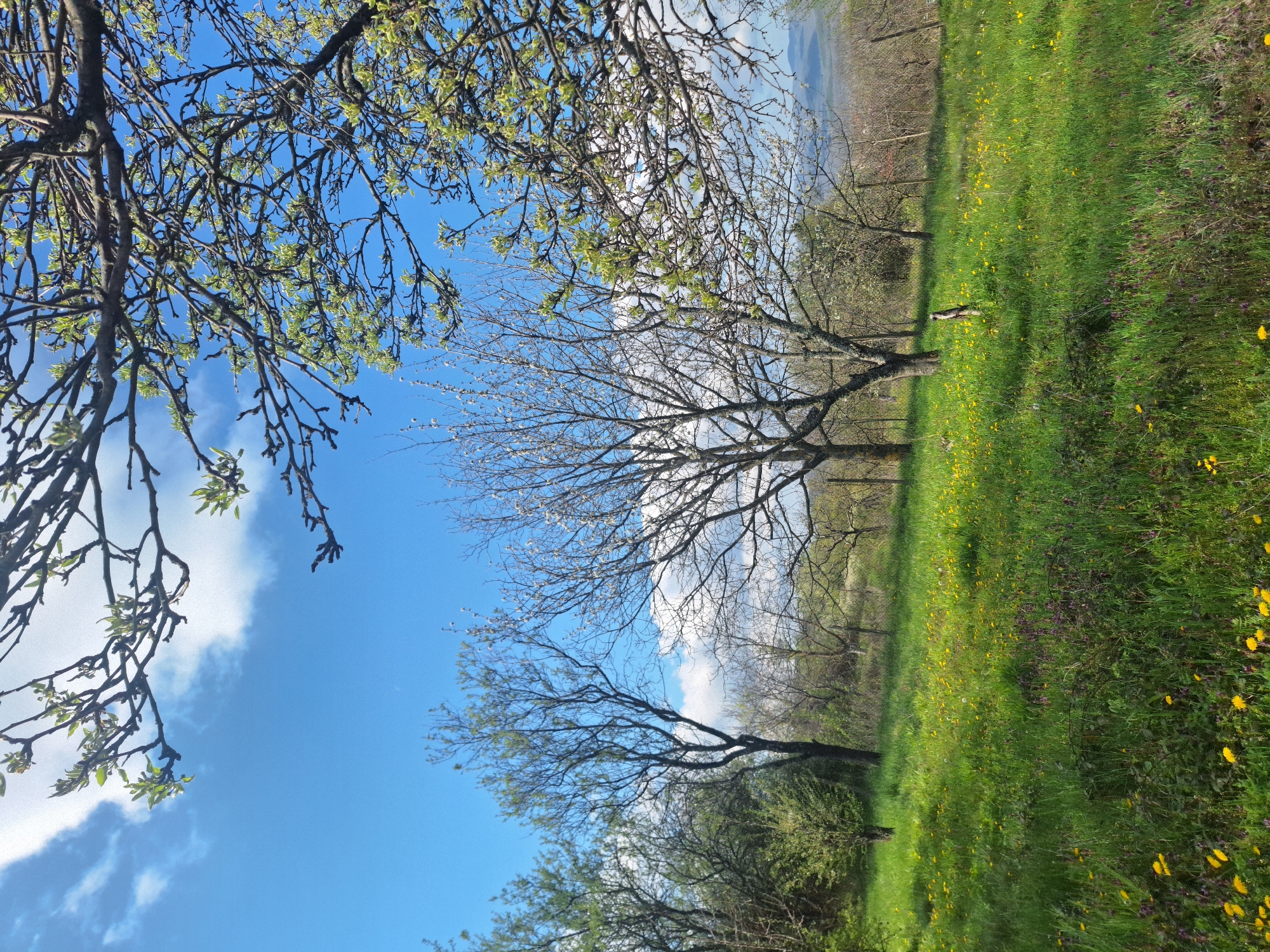 The image depicts a landscape in the city of Unknown, Unknown. The foreground consists of a green grassy field interspersed with yellow wildflowers. Several trees are positioned throughout the field, some bare and others showing emerging foliage. The sky is blue with scattered white clouds. Branches of a tree are visible at the top of the frame, partially obscuring the sky.