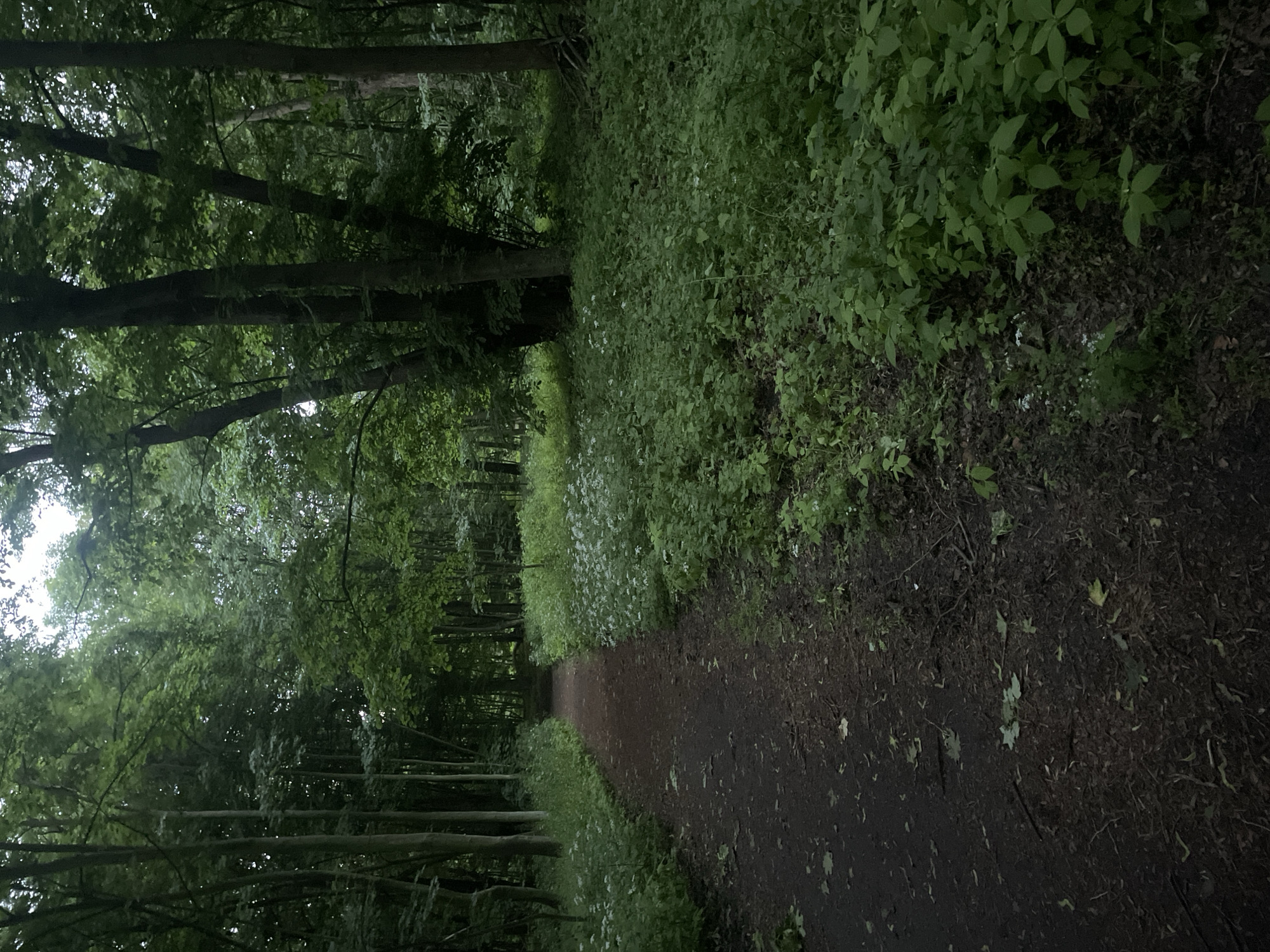 The image depicts a shaded, tree-lined path in a forest or park environment, likely in Kołobrzeg, Poland. The path, made of dark soil or gravel, curves gently to the left, disappearing into the distance. It is bordered on the left by a dense growth of trees with thick trunks and on the right by a vibrant carpet of green undergrowth, punctuated by clusters of small white flowers. The forest canopy overhead creates a dappled, dim light, characteristic of an overcast day or a heavily wooded area. The overall impression is one of a natural, somewhat wild setting, possibly a walking trail within a city park or a nearby forest accessible to the urban population of Kołobrzeg. No people or specific man-made structures are visible. The environment is predominantly natural, with emphasis on the foliage, trees, and the path itself.