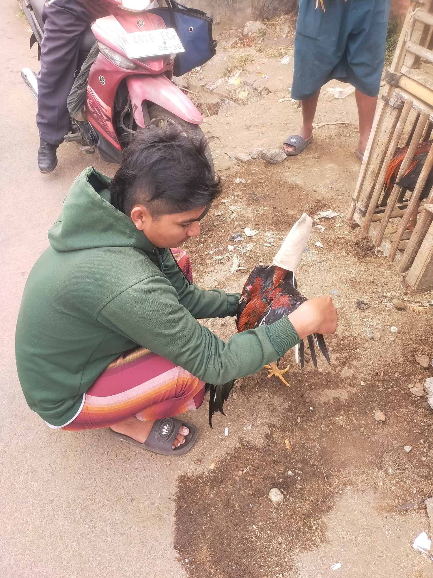 In an outdoor, dirt and pavement setting, likely in Gondanglegi, Indonesia, a young person wearing a green hoodie and multi-colored striped leggings crouches down. Their hands are occupied with a rooster that has a white cloth covering its head and neck. The rooster, predominantly black and red with some white feathers, is held by its tail and legs. To the left, a portion of a maroon motorcycle is visible, with a person in dark pants and black shoes seated on it. In the background, to the right, a rustic wooden structure, possibly a cage, stands open, revealing another rooster inside. The ground is a mix of dirt, small stones, and scattered debris, suggesting an unpaved or partially paved area common in rural or market settings.