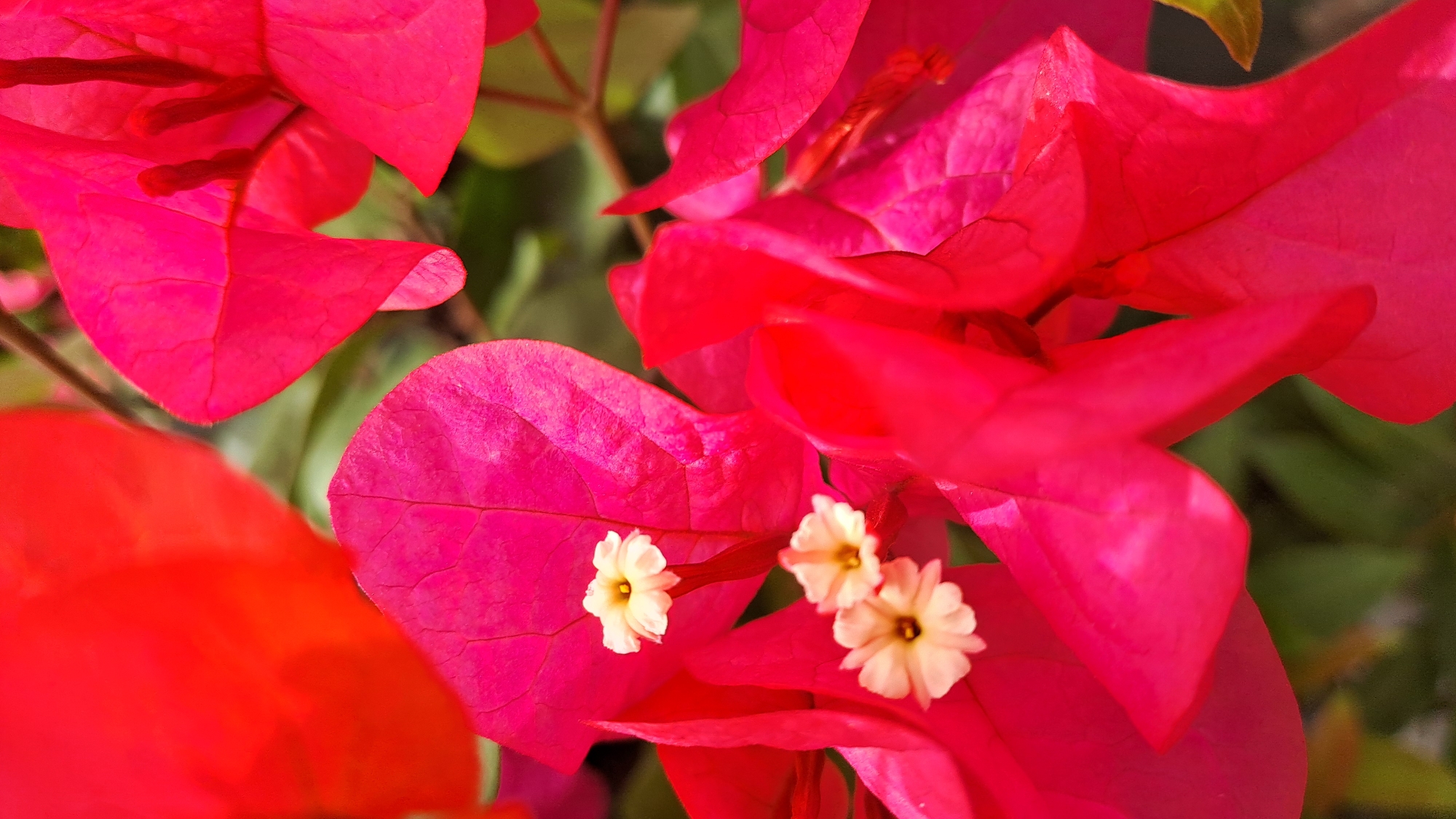 In Timanggajah, Indonesia, a close-up shot captures the vibrant detail of fuchsia and red bougainvillea flowers. Three small, white flowers with yellow centers are nestled within the larger fuchsia petals. The bougainvillea bracts display a rich, textured surface with visible veins, highlighted by soft lighting that creates subtle shadows and reveals the delicate folds of the petals. The background is a blur of green foliage, further emphasizing the bright colors of the flowers. The perspective is a shallow depth of field, drawing the viewer's attention to the intricate beauty of the blossoms.