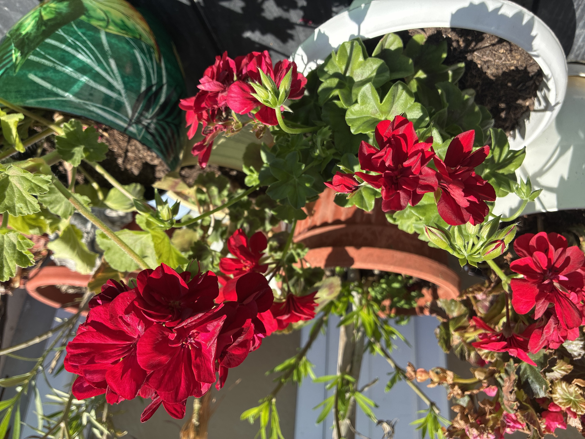 The image depicts a close-up view of potted red geraniums in an outdoor setting. The flowers are bright red and in full bloom, with green leaves. There are three flower pots, one white, one green and one terracotta. The location is Varna, Bulgaria. The image has a bright, sunny appearance, suggesting a warm, clear day. The background appears to be a white fence and a dark surface, possibly a balcony or deck railing.