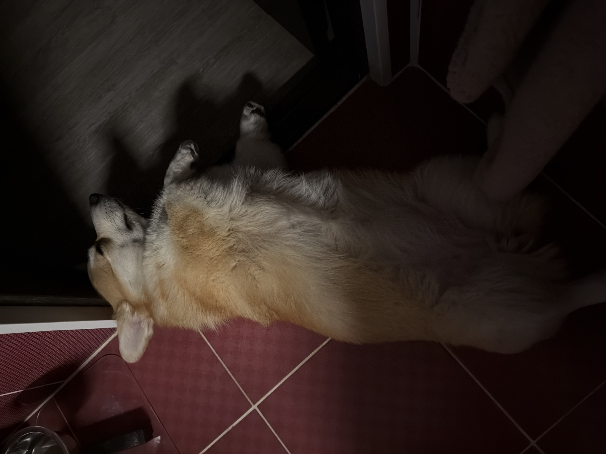 A light brown corgi lies on its back on a red tiled floor. The dog's head is near a white wall, and part of its body extends into a dark area. A person's hand is visible near the dog's belly. The location is likely a room with tiled floors. Without additional information, it is not possible to confirm the location as Chaikovsky, Russia.