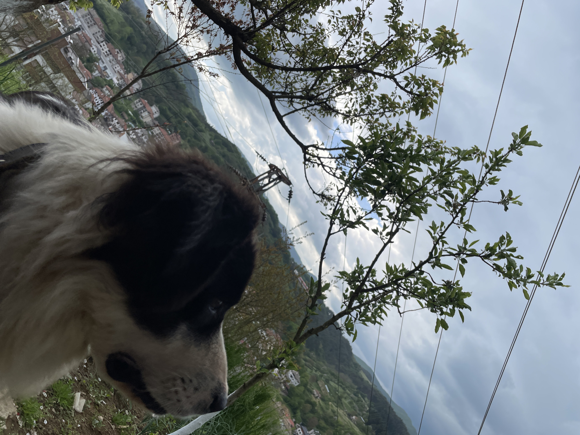 The image shows the head and shoulder of a large, black and white dog, possibly a Great Pyrenees mix, in the foreground. The dog is looking to the left. Behind the dog is a landscape view of what appears to be the city of Zlatograd, Bulgaria. The city is situated in a valley with green, forested hills in the background. The sky is overcast with grey clouds. Power lines stretch across the upper right quadrant of the image. A small tree with green leaves is in the middle ground. The image is taken from a high vantage point.