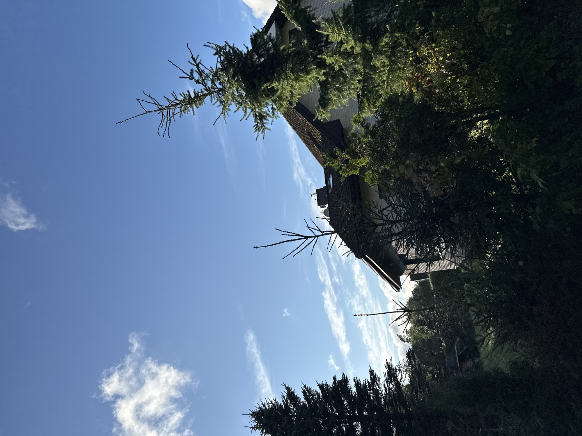 The image shows a residential building with a dark tiled roof, partially obscured by evergreen trees. The building appears to be a house, with a white or light-colored facade. The sky is clear blue with scattered white clouds, suggesting it is daytime and likely fair weather. Several coniferous trees of varying sizes are present in the foreground and mid-ground, with one large dark green evergreen tree on the left side of the frame and another large, lighter green evergreen tree dominating the right side. Some smaller trees and bushes are also visible. In the background, there is a dense line of trees and a glimpse of what appears to be another smaller structure, possibly a shed or outbuilding. The overall scene depicts a suburban or rural residential setting. The location is identified as Harkujärve, Estonia. There are no people or animals visible in the image.