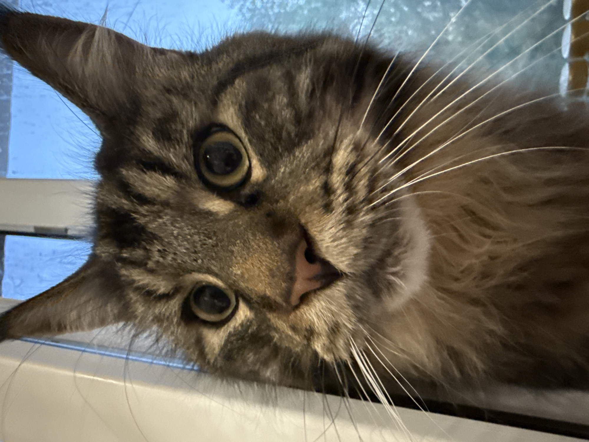 A close-up, eye-level, medium shot captures the face of a Maine Coon cat. The cat's tabby fur, a mix of browns and grays, is detailed, with the distinctive markings prominent. Its large, round eyes are a warm amber color, reflecting light. The cat's nose is a soft pink, and its long, white whiskers fan out from its muzzle. The background is out of focus, but appears to be a window with a blue, slightly frosted view, suggesting it is daytime and possibly cold outside. The environment is indoors, near a window. There is a vertical white element to the left of the cat, possibly a door frame or wall. No specific location in Krasnoyarsk, Russia can be determined from the image.
