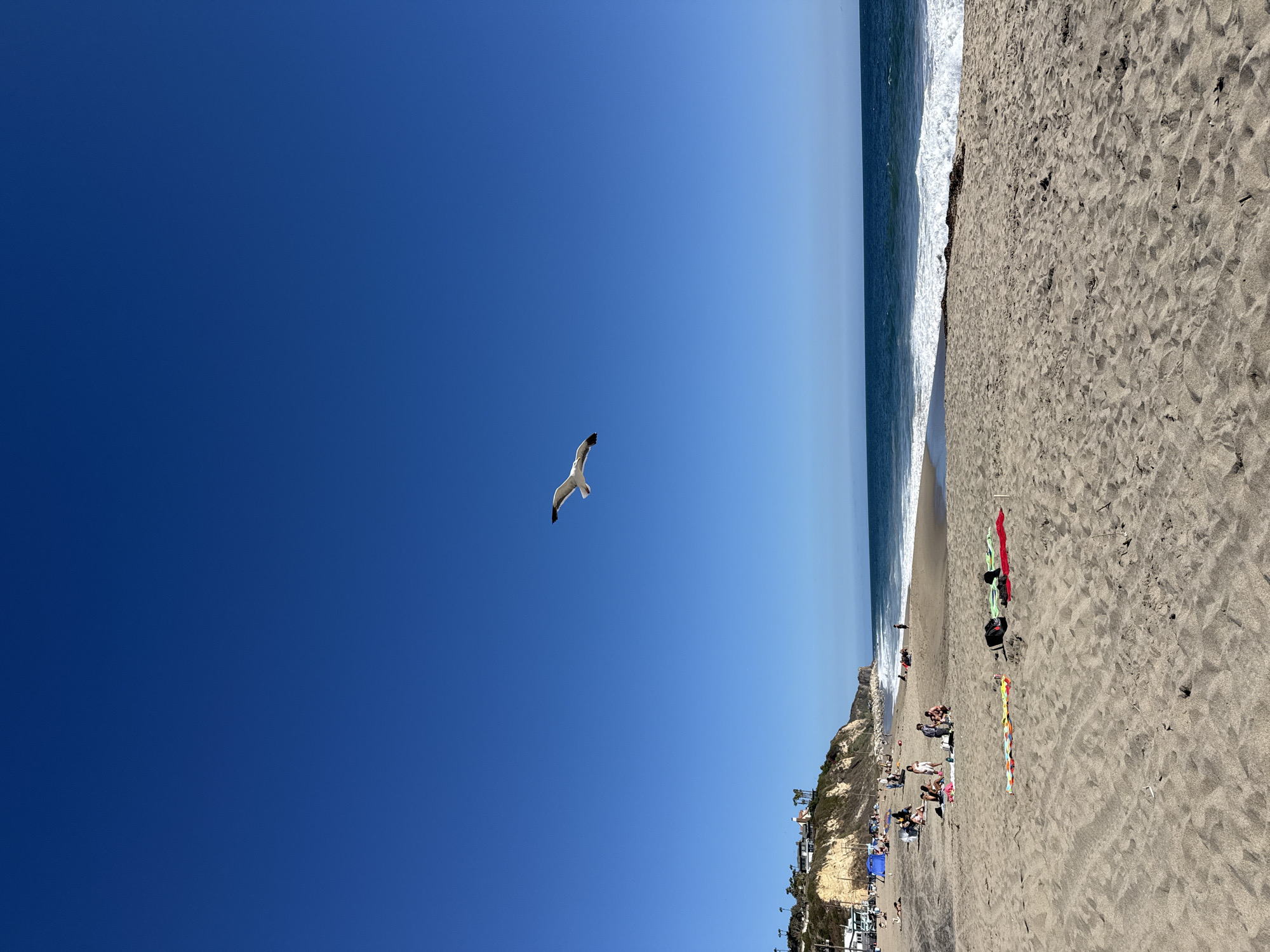 A seagull flies in the clear blue sky over a sandy beach in Malibu, California, United States of America. The beach is populated with several people relaxing on towels and sitting in small groups. In the background, waves crash onto the shore, and a cliff face with some buildings and palm trees overlooks the coastline. The overall scene depicts a bright, sunny day at the beach.
