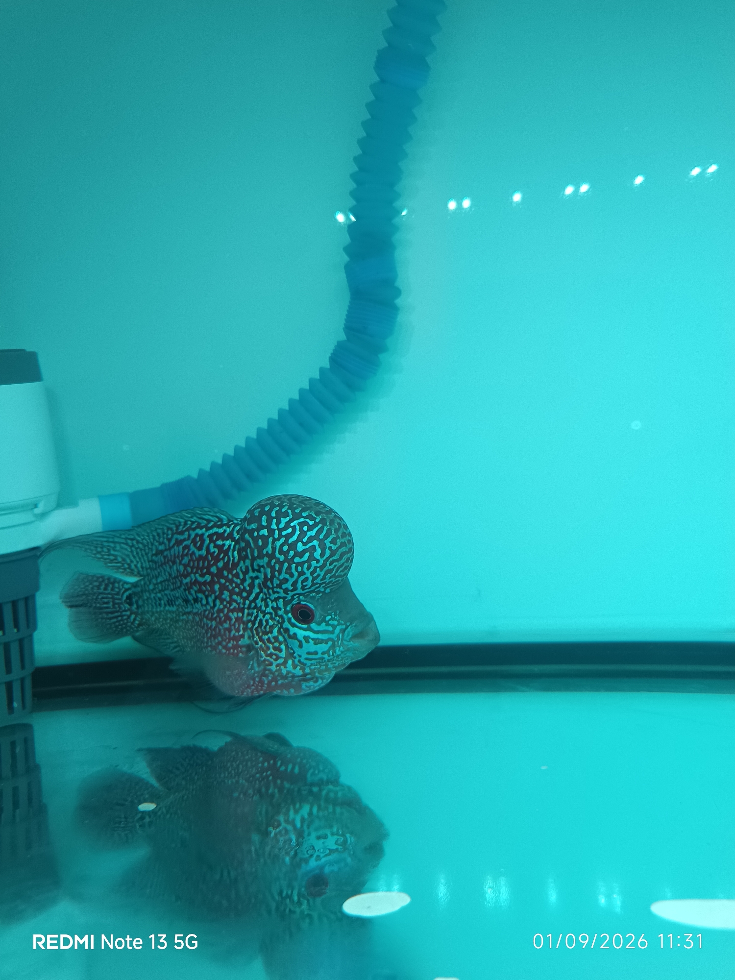 A close-up, underwater shot showcases a flowerhorn cichlid fish with a prominent nuchal hump and intricate patterned scales in shades of red, white, and blue. The fish is positioned in the upper left quadrant of the frame, facing right. Its reflection is visible below, slightly distorted by the water. In the background, a blue corrugated tube and part of a white filtration device are present. The water is a bright turquoise color, illuminated by artificial lighting that creates reflections on the surface. The bottom of the tank is dark and horizontal, forming the lower boundary of the scene. A timestamp and text reading "REDMI Note 13 5G" appear at the bottom left, and a date and time "01/09/2026 11:31" are at the bottom right. The scene is likely set within an aquarium.
