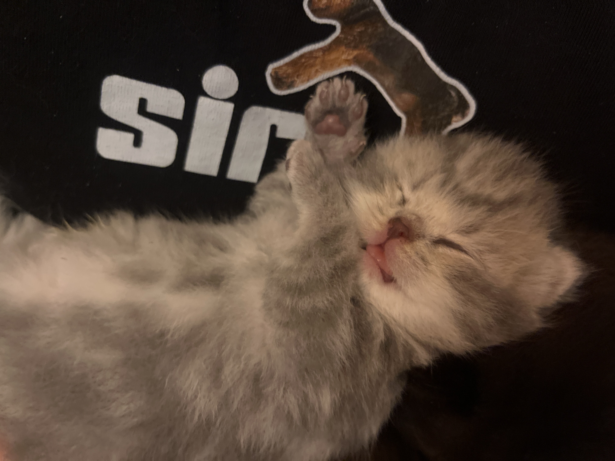 A small, light grey kitten is sleeping on a dark surface, possibly a person's shirt. The kitten is lying on its back with its paws near its face. A portion of a white logo ("Sir") is visible on the dark surface, as is a brown and white outlined image of a kitten paw. The kitten has its eyes closed and its tongue slightly protruding. The scene is close-up and well-lit. There is no visible information to confirm that the image was taken in Tel-Aviv, Israel.