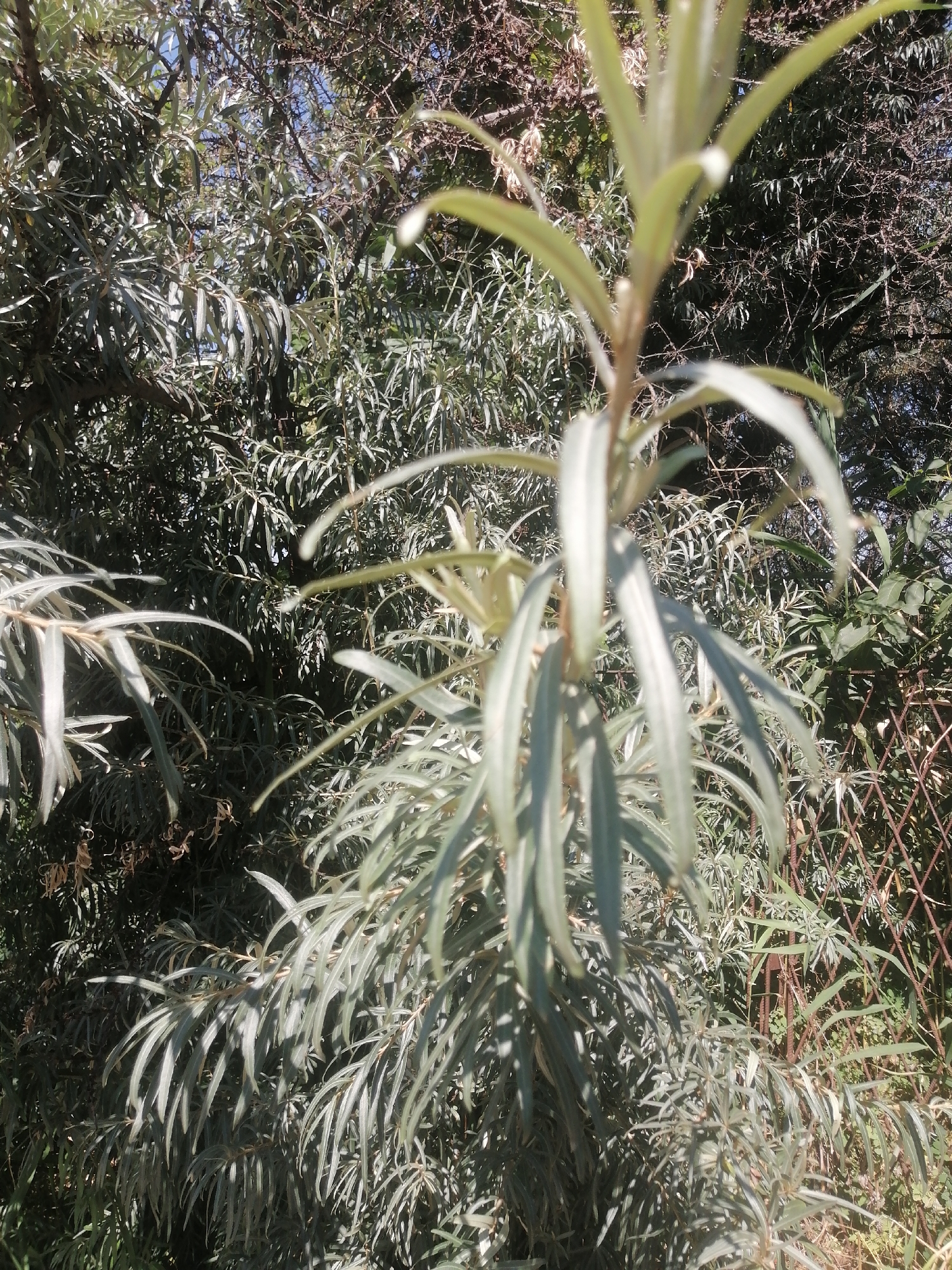 The image shows a close-up of a plant with long, narrow, silvery-green leaves, characteristic of sea buckthorn. The plant is in the foreground and is somewhat out of focus, with the leaves appearing blurred. Behind it, there is dense foliage of similar-looking plants, suggesting a thicket or a garden. A rusty metal fence with a diamond pattern is visible to the right, partially obscured by the plants. The background is a mix of green leaves and darker branches, with some patches of blue sky visible through the gaps. The scene appears to be outdoors, under natural sunlight, and based on the context provided, it is located in the city of Kremenchuk, Ukraine. There are no people or animals visible in the image, and no specific actions or interactions are depicted. The overall impression is one of natural growth within an urban or semi-urban environment, indicated by the presence of the fence.