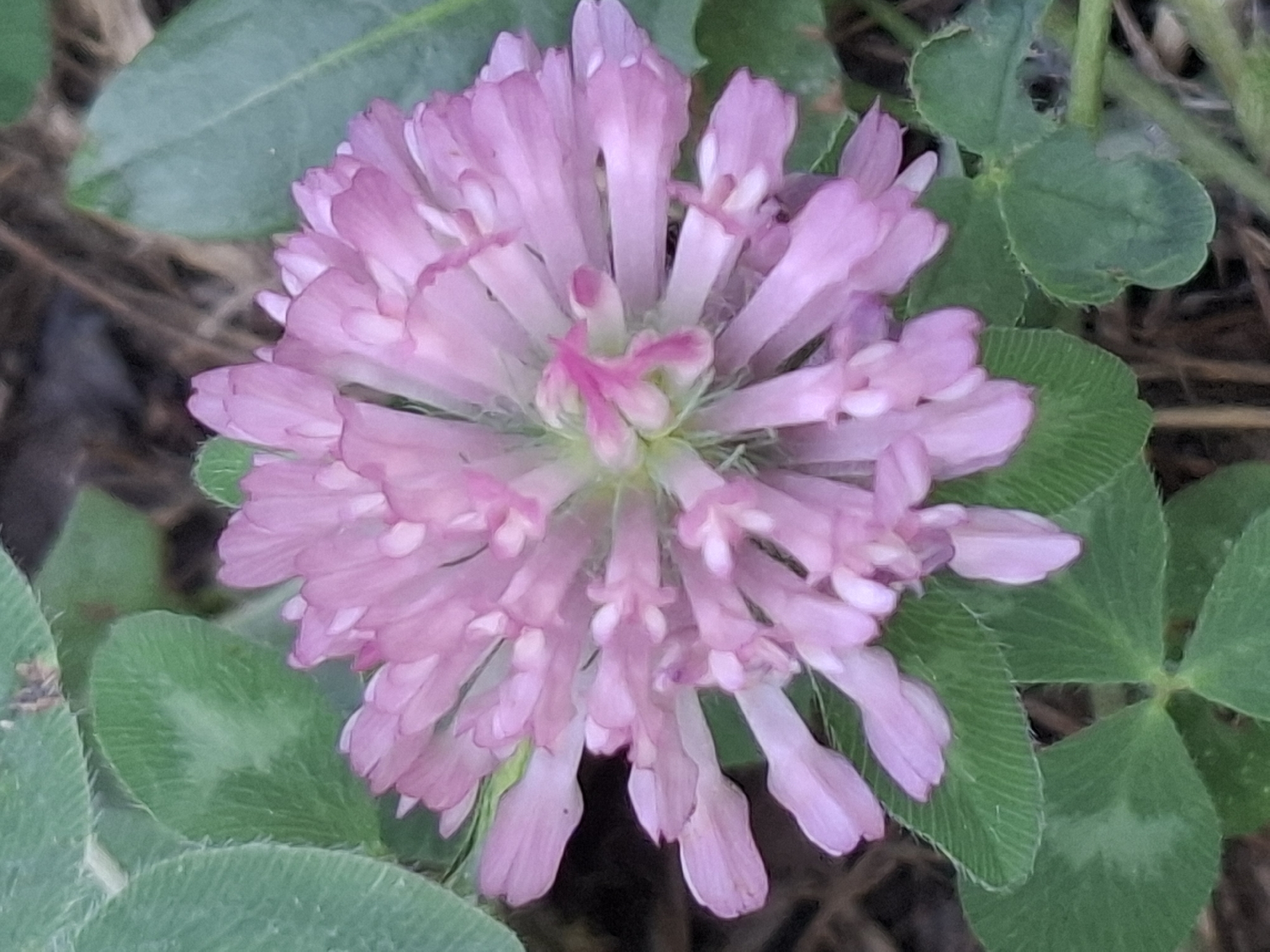The image is a close-up, eye-level, horizontal, outdoor shot of a single, pink clover flower head. The flower is the primary subject, with its delicate petals radiating outwards from the center. It is surrounded by green clover leaves, some of which are in sharp focus while others are blurred. The background consists of dark soil and dry grass. The lighting is natural, casting soft shadows. There are no people or animals visible in the image. The scene appears to be in a natural or semi-natural environment, such as a park or garden, likely within the city of Almaty, Kazakhstan, given the context provided, although specific Almaty landmarks are not depicted.