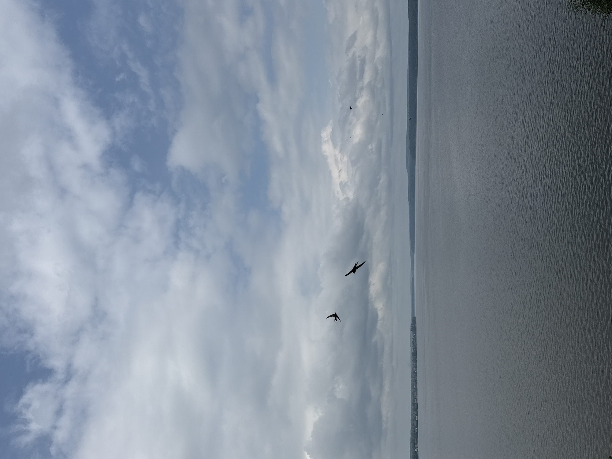 The image depicts a wide, calm body of water, likely a reservoir or lake, under a cloudy sky. The water has a slight ripple and reflects the overcast sky, giving it a muted gray hue. In the distance, a tree-lined shore is visible, with a faint line of buildings suggesting a settlement. Three dark silhouettes of birds in flight are present in the sky. One bird is in the upper left quadrant of the image, and two others are closer together in the center-left. The overall scene conveys a sense of natural tranquility.