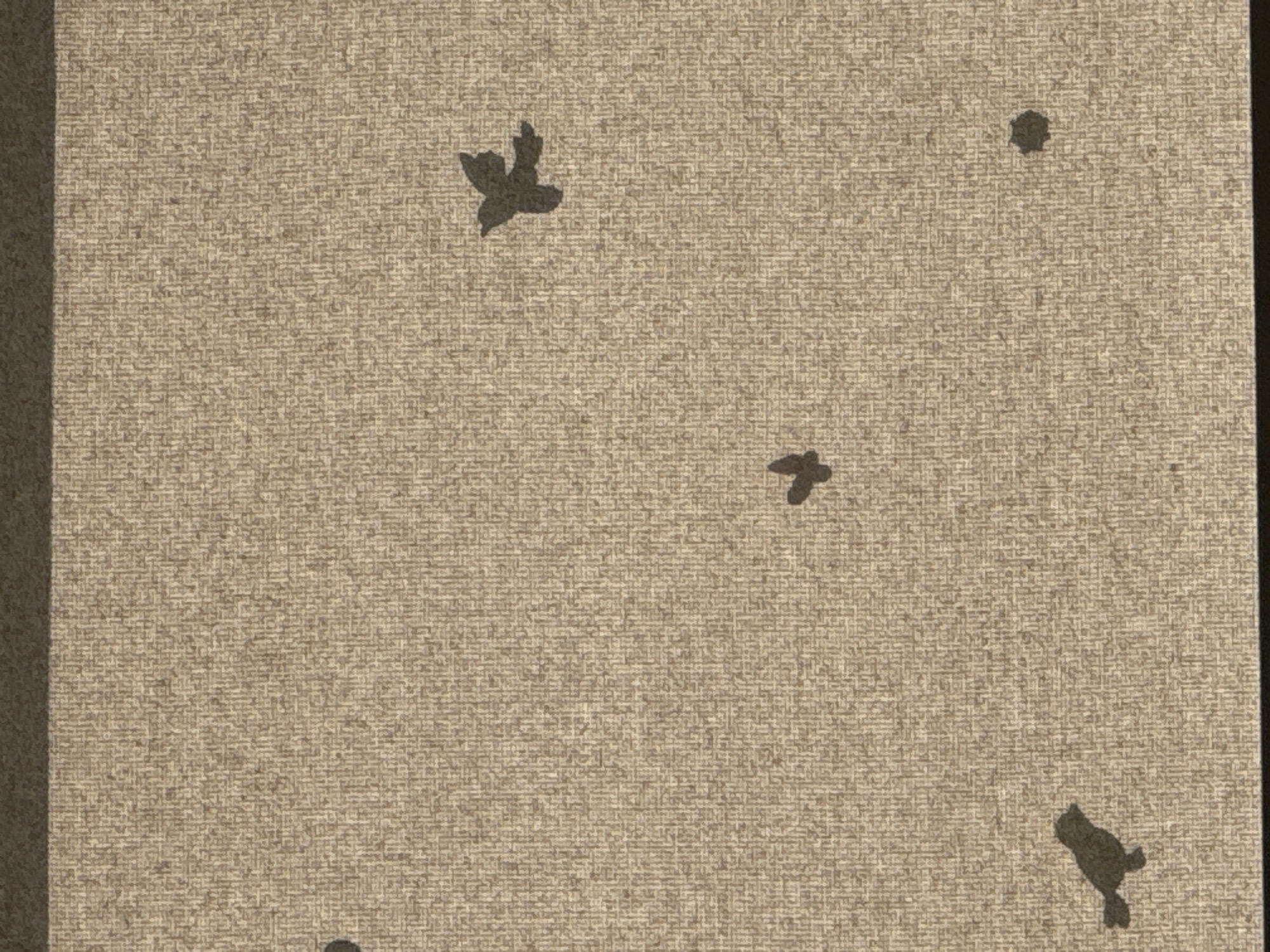 The image displays a beige textured surface, possibly a wall or fabric, with a dark border at the top and bottom. Scattered across the surface are five dark, silhouetted figures, four of which are clearly identifiable as birds. One bird is in flight with wings spread, located in the upper right quadrant. Another bird, also in flight, is in the lower left quadrant, facing left. A third bird is positioned centrally, appearing to be in mid-flight. A fourth bird is in the lower right quadrant, appearing to be perched or standing. The fifth dark silhouette, located in the lower right area, is less distinct but could be a small object or another bird. The overall impression is a stylized artistic representation. The provided context does not mention Mikhaylovsk, Russia, and therefore no location-specific details can be included in the description.