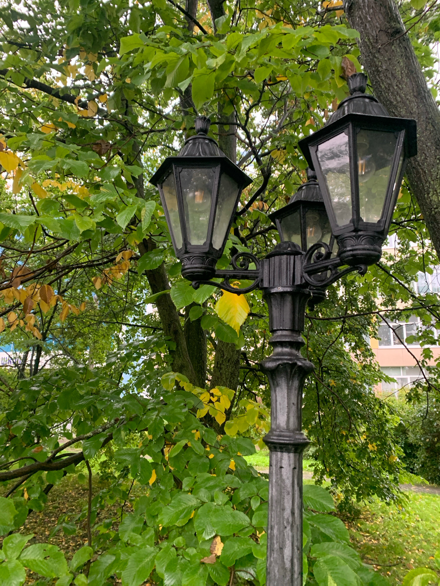 An ornate, black, three-lamp lamppost stands in the foreground of the image, positioned slightly to the right of center. The lamppost is made of metal and features decorative detailing. The lamps themselves are glass-enclosed with visible light bulbs inside.
Behind the lamppost, a dense cluster of trees with lush green and some yellowing leaves dominates the background, suggesting an autumn setting. The leaves appear wet, possibly from rain. In the upper right quadrant of the image, part of a building with several windows is visible through the foliage. A patch of green grass can be seen in the lower right corner. The overall environment appears to be an outdoor park or garden area within a city. The image is taken from a slightly low angle, looking up towards the lamppost and the trees. The lighting suggests an overcast day. This scene is consistent with many residential areas in Arkhangelsk, Russia, where mixed foliage and multi-story buildings are common, and decorative lampposts are often found in parks and along streets.