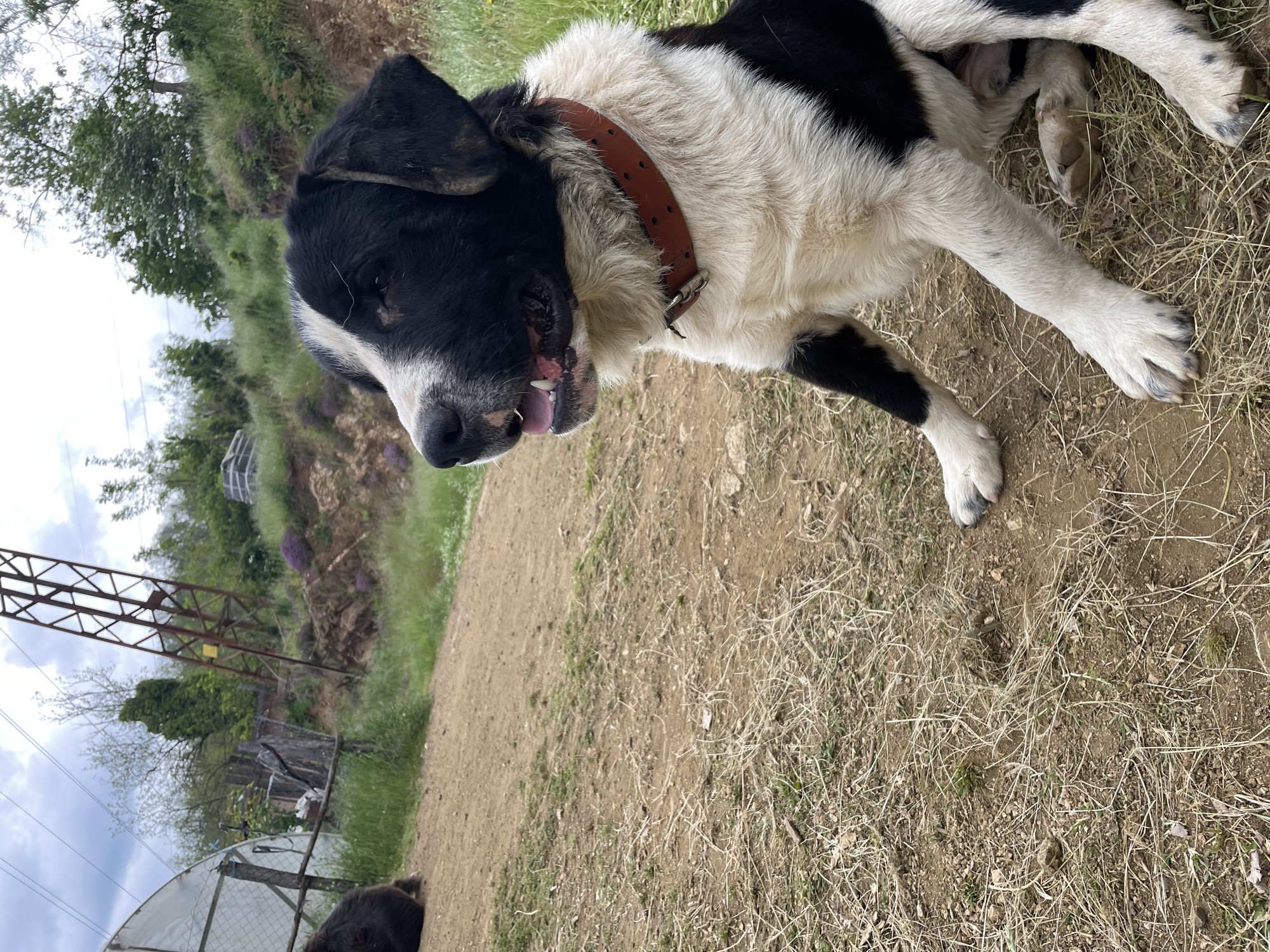 The image depicts a black and white dog wearing a brown collar lying on dry grass and dirt. The dog's tongue is slightly visible. In the background, there's a grassy slope, an electrical tower, and a greenhouse structure. It is located in Zlatograd, Bulgaria.