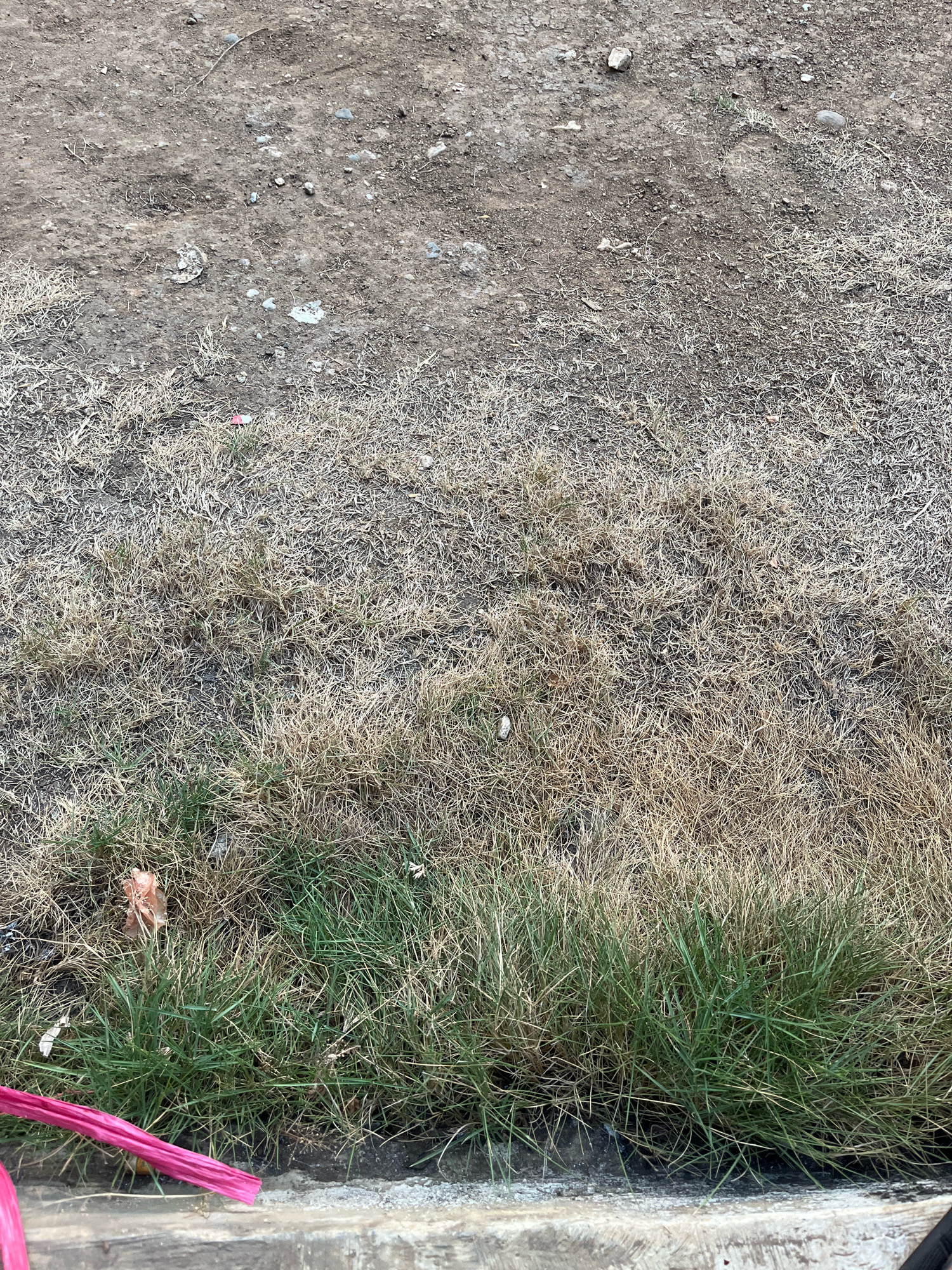 A close-up, top-down view of a patch of ground shows a transition from dry, brown grass to greener grass along the bottom edge. The upper portion of the image displays dry, dusty soil mixed with sparse patches of dry grass. Small pebbles and debris are scattered across the soil. Towards the bottom, the dry grass transitions to a more vibrant green grass, suggesting a difference in moisture or recent growth. A bright pink object, possibly a ribbon or a piece of fabric, is partially visible along the very bottom edge, lying on the green grass and a concrete curb. A single dried leaf is visible amongst the green grass. The scene appears to be an outdoor area, possibly a neglected yard or verge, in the city of Kebumen, Indonesia.