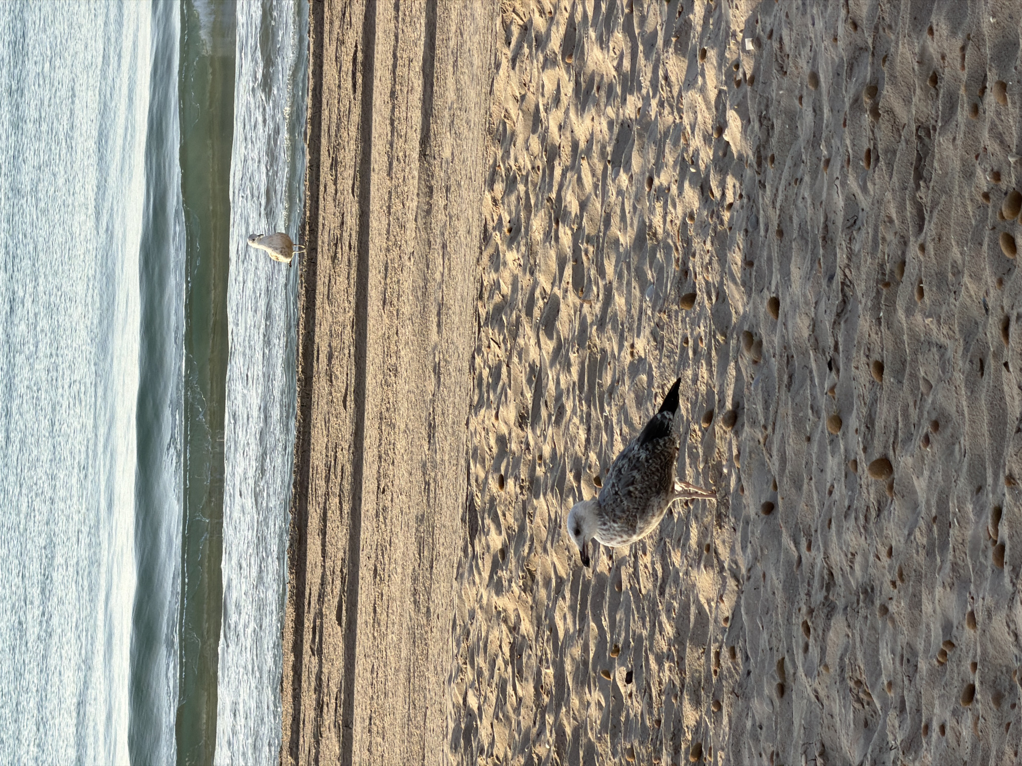 The image captures a beachfront scene in El Campello, Spain. Two seagulls are present on the sandy shore. The seagull in the foreground is standing on the sand, facing left, with its head turned slightly towards the camera. It has white and grey speckled plumage. Another seagull is visible further back, closer to the water's edge, standing and facing the left. The sea is calm with gentle waves, and the sand is textured with small pebbles and some rippled patterns, suggesting it is a typical beach environment. The lighting indicates it is likely morning or late afternoon, casting long shadows on the sand.