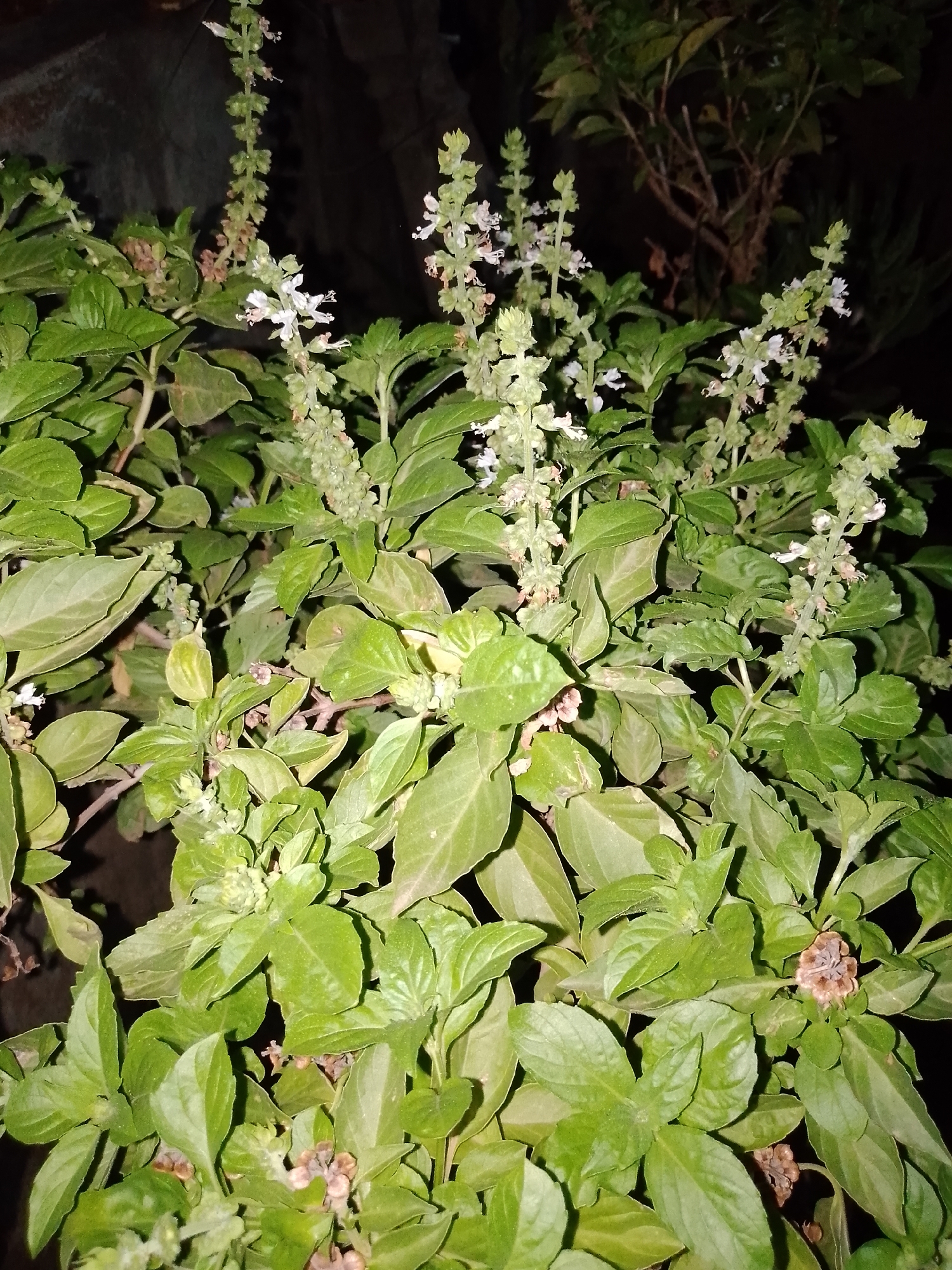 The image displays a dense green plant, likely an herb such as basil, featuring numerous bright green, ovate leaves and multiple upright flower spikes. The small flowers are predominantly white, with some still in bud form and others appearing as dried, brownish remnants or developing seed pods. The plant is brightly illuminated from the foreground by an artificial light source, creating a stark contrast against a dark, indistinct background. No people are present, and no specific actions or interactions are occurring. The environment suggests either nighttime or a very dimly lit indoor setting. The location is in the city of Unknown, Unknown.