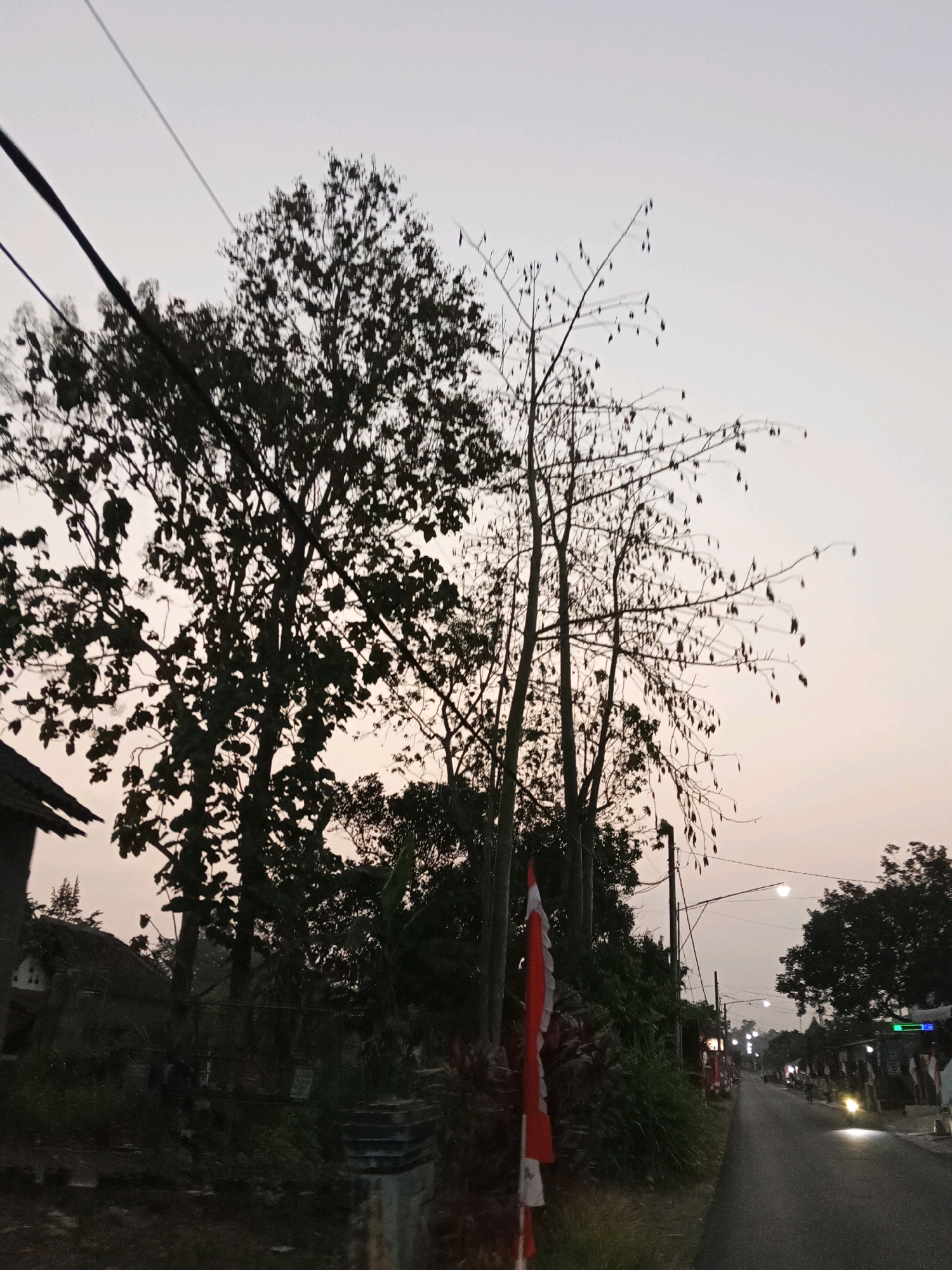 The image depicts a street scene in Karangsono, Indonesia, during dusk or dawn. In the foreground, to the left, are silhouetted trees with some bare branches and pods. A portion of a roofline of a building is visible. A small Indonesian flag, red and white, is planted on the left side of the road. The road itself extends into the background, curving slightly to the right. Along the right side of the road, there are several poles with streetlights, some of which are illuminated. Small structures or shops can be seen along the roadside, and a few figures are present, though their details are indistinct due to the low light. The sky is overcast and a pale greyish-pink, typical of twilight conditions. Overhead power lines are visible crossing the sky. The overall atmosphere is quiet and slightly muted due to the lighting conditions.