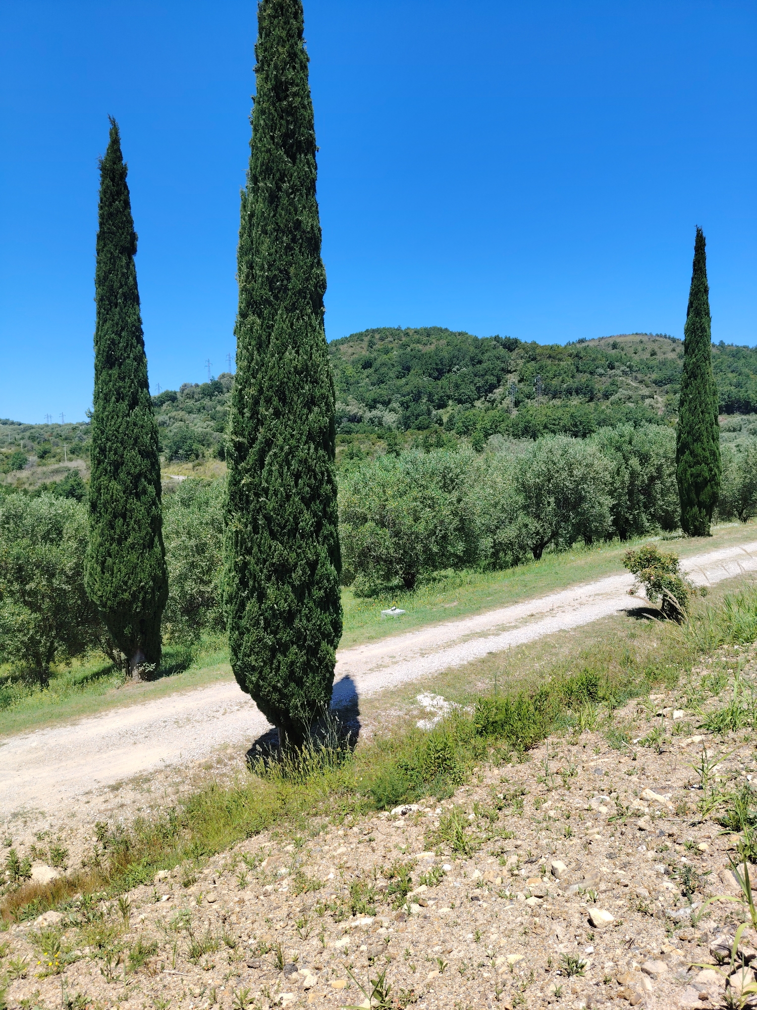 The image captures a rural scene near Ceraso, Italy. Three Italian cypress trees stand prominently in the landscape. A dirt road traverses the scene. The terrain slopes slightly downwards. The ground is covered with sparse vegetation and rocks. In the background, rolling hills covered in greenery are visible under a clear blue sky. No people are present. Electrical wires are visible in the distance.