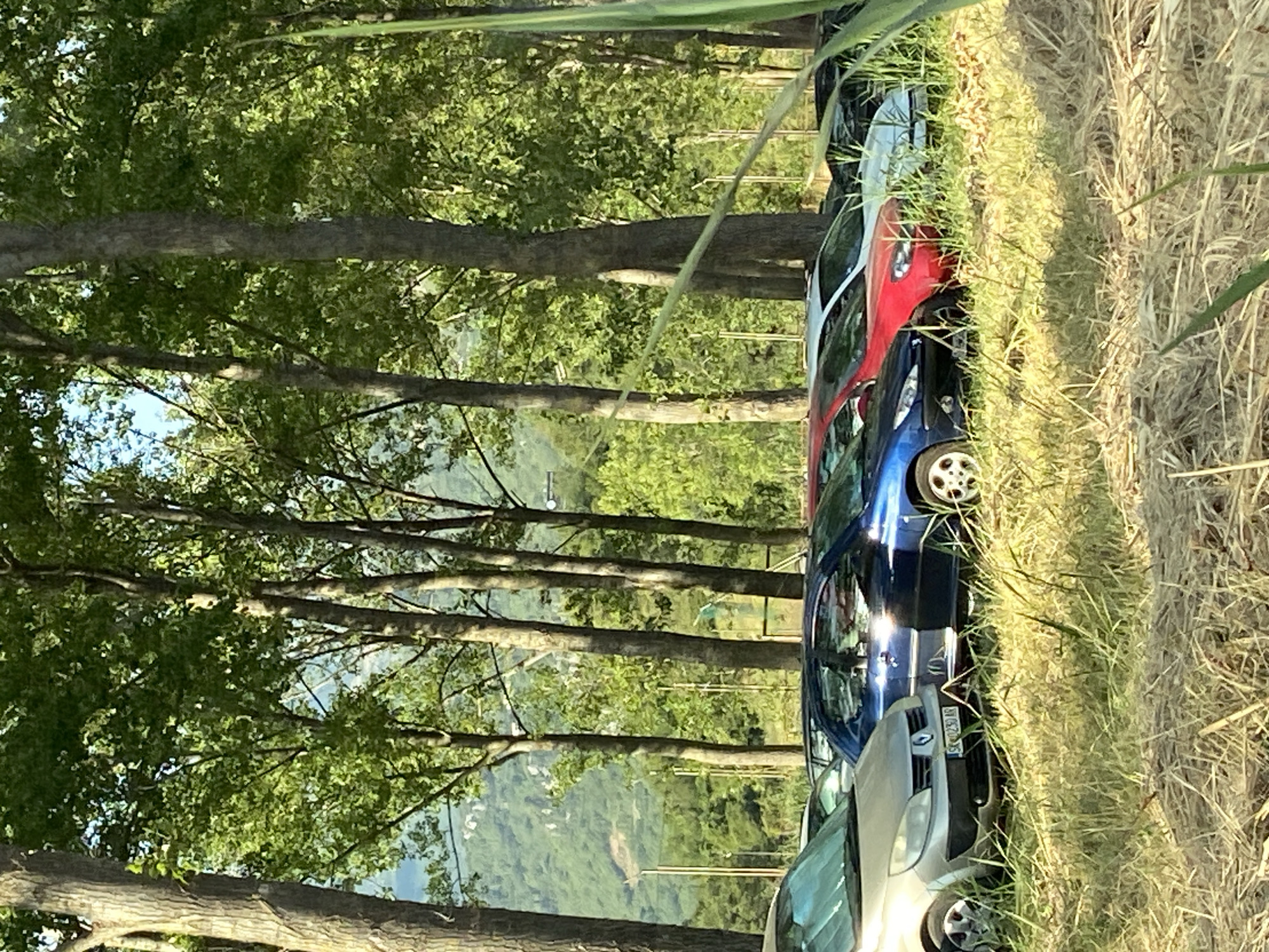 In Prijevor, Montenegro, a line of parked cars is visible in a grassy area bordered by tall trees. The vehicles include a silver Renault Scenic in the foreground on the left, followed by a dark blue Peugeot, a red car, and a white car. The background shows a lush green mountainous landscape with some buildings. The lighting suggests it is daytime, likely late afternoon, with sunlight filtering through the trees, casting shadows on the ground. The grass in the foreground is dry and straw-like, indicating a warm season. There are no people visible in the image.