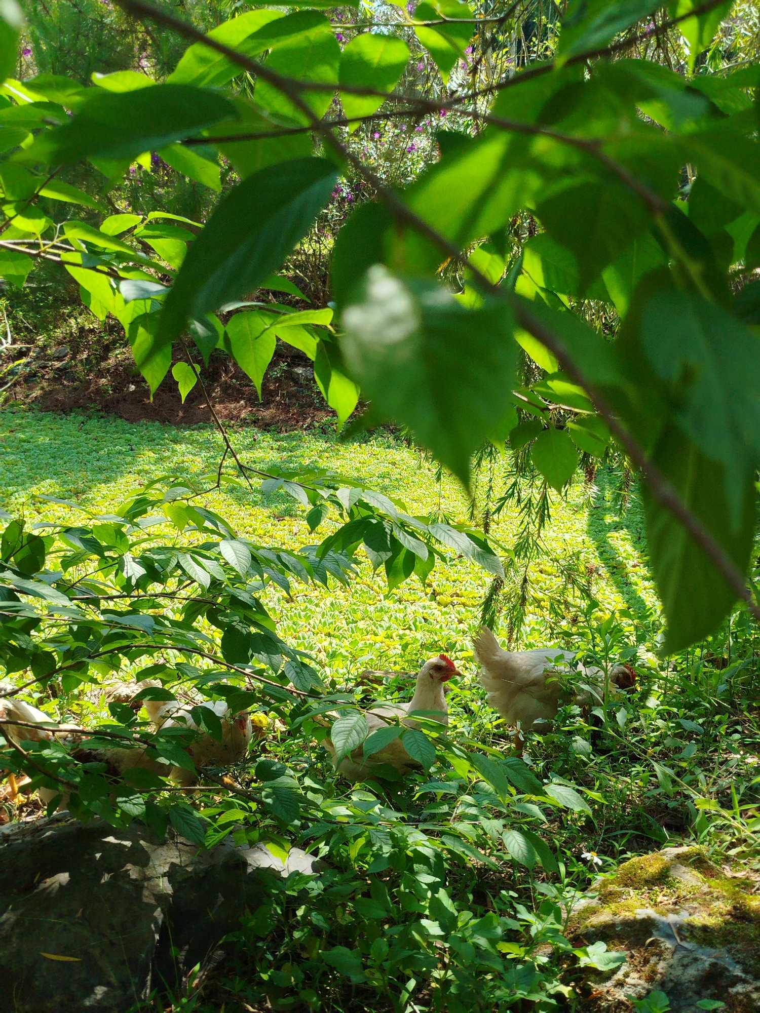 The image captures a vibrant and lush outdoor scene in Păng Tiêng 1, Vietnam, characterized by dense greenery and domestic fowl. The foreground is dominated by large, bright green leaves, which create a natural, soft-focus frame around the central view.
In the mid-ground, partially obscured by various bushy plants and rocks, at least three light-colored chickens are visible. These birds, likely hens, appear to be mostly white or light grey with prominent red combs, and are interspersed among the low-lying vegetation. They seem to be foraging or moving leisurely through the undergrowth.
Behind the chickens, a wide expanse of dense, light green ground cover spreads across the landscape, possibly an aquatic or semi-aquatic plant species, indicating a damp or marshy area, or a body of water completely covered by vegetation. Further in the background, a variety of trees and shrubs with darker green foliage are visible, with faint hints of purple or reddish flowers peeking through.
The scene is bathed in bright, natural sunlight, evidenced by the strong highlights on the leaves and the shadows cast, suggesting a clear, sunny day, likely mid-morning or afternoon. The overall setting is tranquil and rural, emphasizing the natural environment and the free-ranging chickens. No people, artificial structures, or visible text are present in the image.