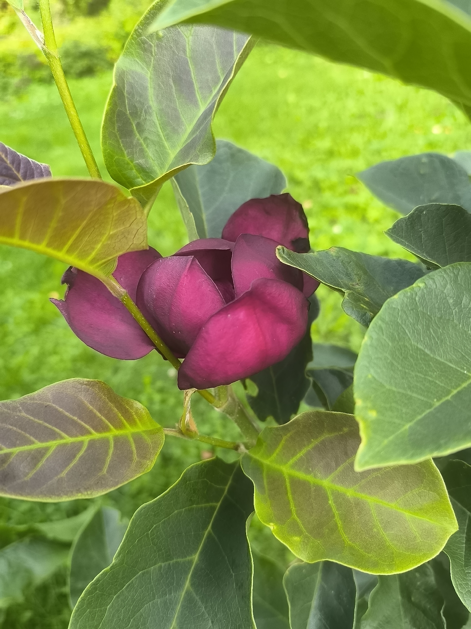 A close-up, eye-level shot captures a developing, deep magenta magnolia flower surrounded by lush green and reddish-brown foliage. The flower, partially obscured by leaves, displays tightly furled petals with a velvety texture. Some of the leaves are a vibrant green, while others have a bronzy hue, particularly around the edges. The background is a soft blur of green, suggesting an outdoor garden setting. There is no indication of human presence or activity within the frame. The image is likely taken in the vicinity of Žiaukos, Lithuania, where such flora might be found in a natural or cultivated environment.
