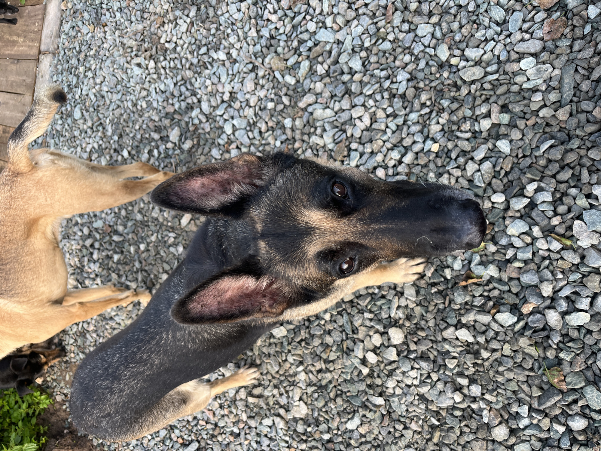 The image shows a German Shepherd dog in a yard with gravel on the ground. The dog is looking directly at the camera. In the background, another tan-colored dog is partially visible, and a small black dog is in the upper left corner. The environment appears to be outdoors, possibly a backyard. There is no visible indication of the location being in Nizhny Tagil, Russia.