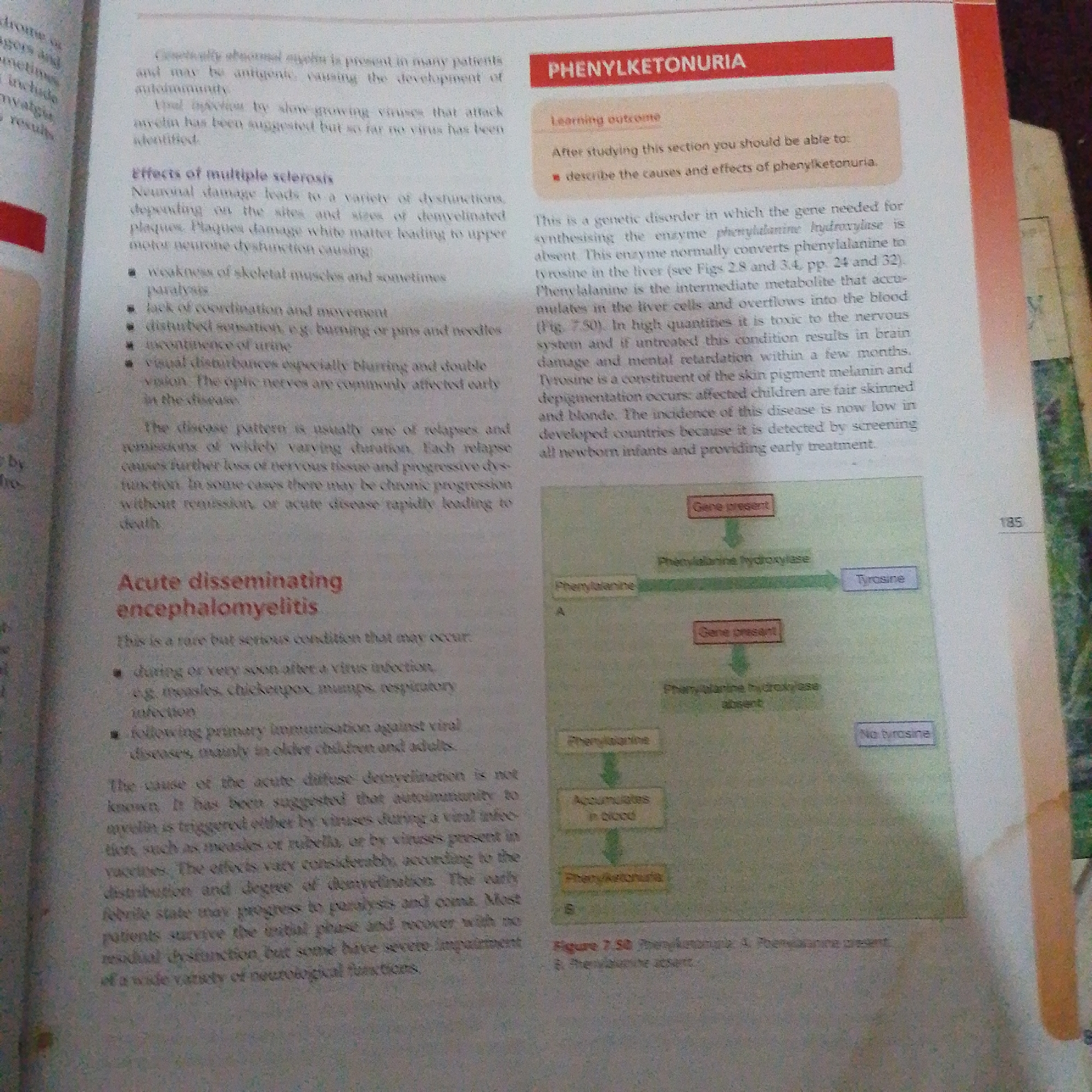 The image is a scanned page from a textbook, likely a biology or medicine textbook, as indicated by the medical terminology and diagrams. The page focuses on two medical conditions: "Acute disseminating encephalomyelitis" and "Phenylketonuria." The setting is an academic or educational environment, with clear text and a diagram illustrating a biological process.
The main subjects are the text itself, presented in distinct columns, and a flow chart diagram on the right side of the page. The text discusses symptoms, causes, and treatments of the mentioned diseases. The diagram for Phenylketonuria shows a genetic process involving genes, enzymes, and the production of tyrosine.
No people, specific objects other than the book, or emotions are visible. The scene is a static, printed page. There are no cues about the time of day or weather. The location context of Jalingo, Nigeria, is not visually represented in the image itself but is provided as external information.
Visible text includes headings such as "PHENYLKETONURIA," "Acute disseminating encephalomyelitis," "Effects of multiple sclerosis," and "Learning outcome." There are also detailed descriptions of the conditions and a diagram labeled "Figure 7.50. Phenylketonuria. A. Phenylalanine present. B. Phenylalanine absent." A page number, "185," is visible on the right side.