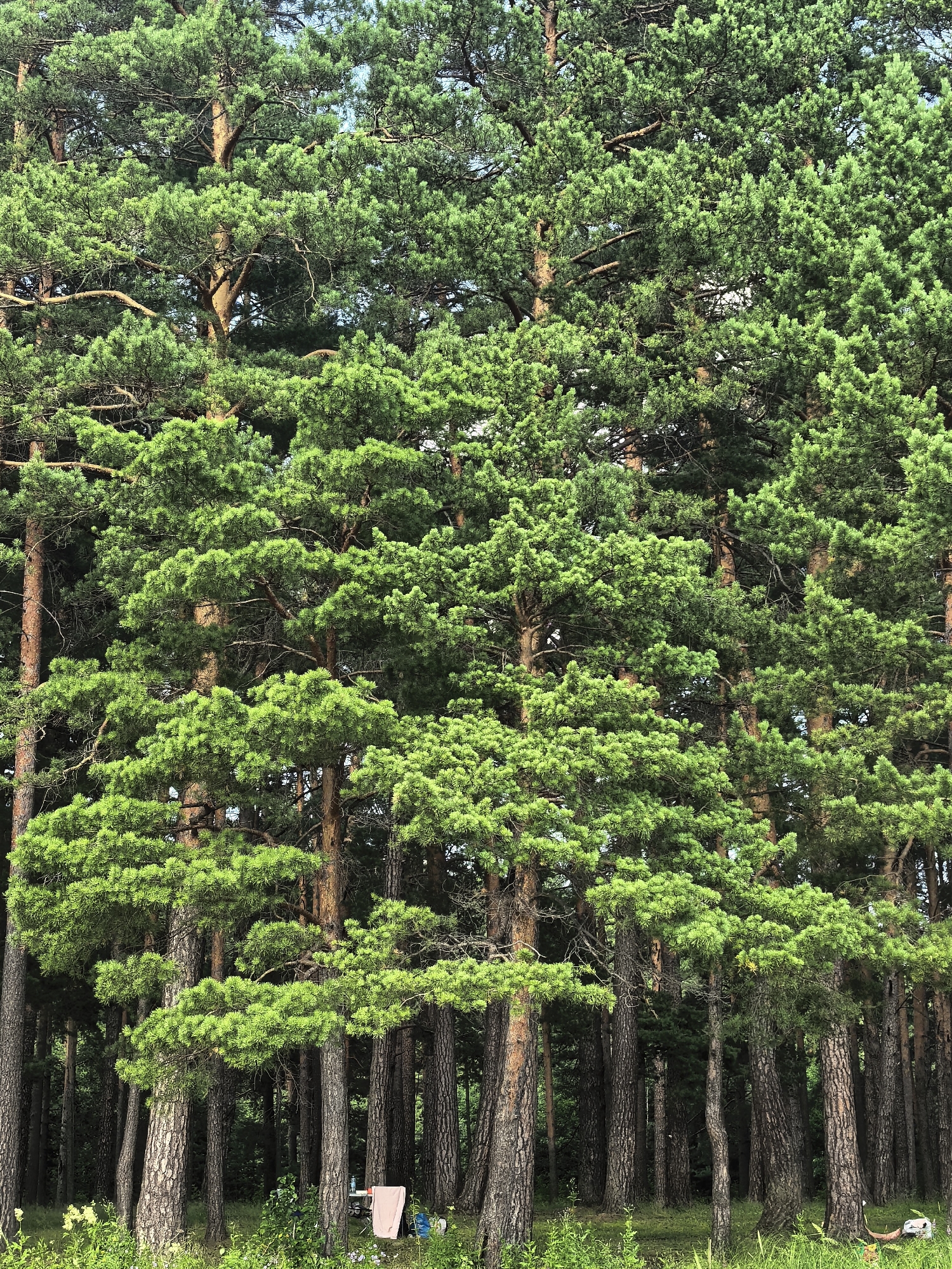 The image depicts a dense forest of pine trees. The foreground of the image features a thick carpet of green grass with a few wildflowers. Further back, several pine trees with rough, brown bark dominate the scene, their branches laden with lush green needles. A small clearing in the background reveals a picnic table with a pink towel draped over it, and a blue bottle. The ground is covered with grass and foliage. The lighting suggests it is daytime. The context of Sysert, Russia, implies a natural, outdoor environment.