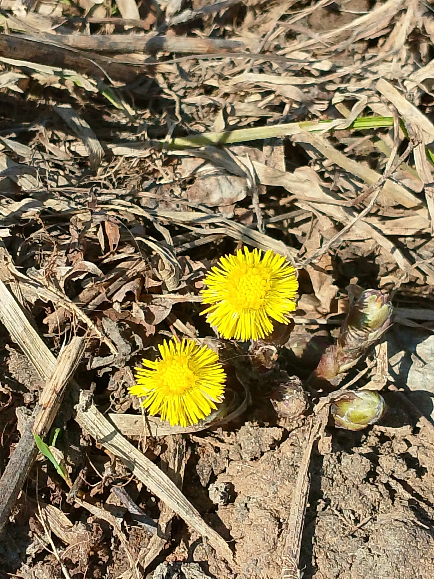 The image shows two bright yellow coltsfoot (Tussilago farfara) flowers growing among dead leaves and dried vegetation on the ground. Two unopened buds of the same plant are also visible. The setting appears to be outdoors, likely in a natural or semi-natural environment. The presence of coltsfoot suggests a damp or disturbed area. There is no information in the image that indicates a location in the city of Izhevsk, Russia.