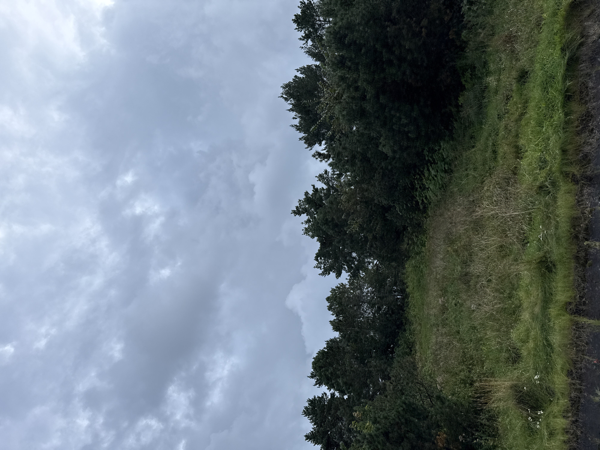 The image depicts a natural scene with a thick line of dark green evergreen trees forming a backdrop against a cloudy, grey sky. In the foreground, a field of tall, overgrown grass and vegetation slopes upwards towards the trees. The grass is a mix of green and dry, yellowed stalks, with some scattered small white flowers. The very bottom edge of the image shows a dark, rough surface, possibly a road or embankment. The overall impression is one of a rural or semi-natural area, likely on the outskirts of a city. The image does not contain any people or discernible buildings, and it is not possible to determine its precise location within Tallinn, Estonia based solely on the visual information provided.