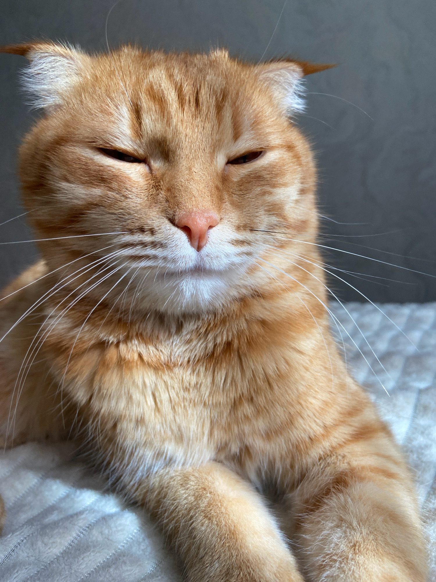 This is a close-up, head-and-shoulders shot of a ginger tabby cat with its eyes partially closed. The cat is lying down on a textured, light-colored surface, possibly a blanket or bedding, and appears relaxed. The background is a plain, grey, textured wall. The lighting suggests it might be natural light coming from the side, casting a subtle shadow. There is no indication of the location being in Balashikha, Russia, or any specific city. The image focuses solely on the cat.