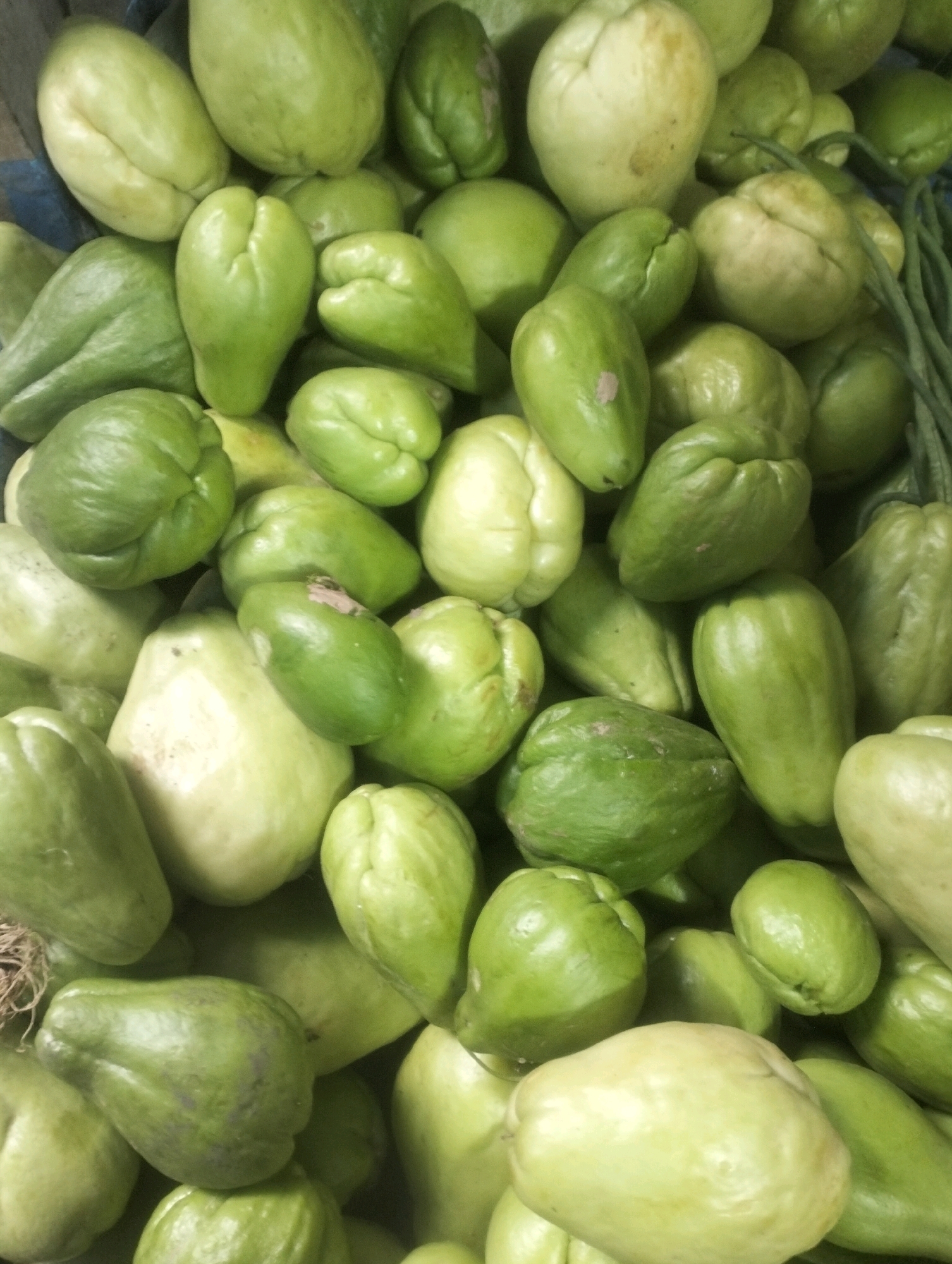 A close-up, top-down shot captures a large pile of chayote squash. The gourds are predominantly a pale green to light green color, with some appearing slightly yellowish or creamy white. Their shapes vary from elongated and somewhat pear-like to rounder and more oblate. The surface of the vegetables is mostly smooth, though some show minor imperfections or darker spots. The lighting is natural and diffused, casting soft shadows that highlight the rounded contours of the chayotes. The overall impression is of a fresh, abundant harvest. There is no discernible indication of the city of Balik Alam, Indonesia, in this image.