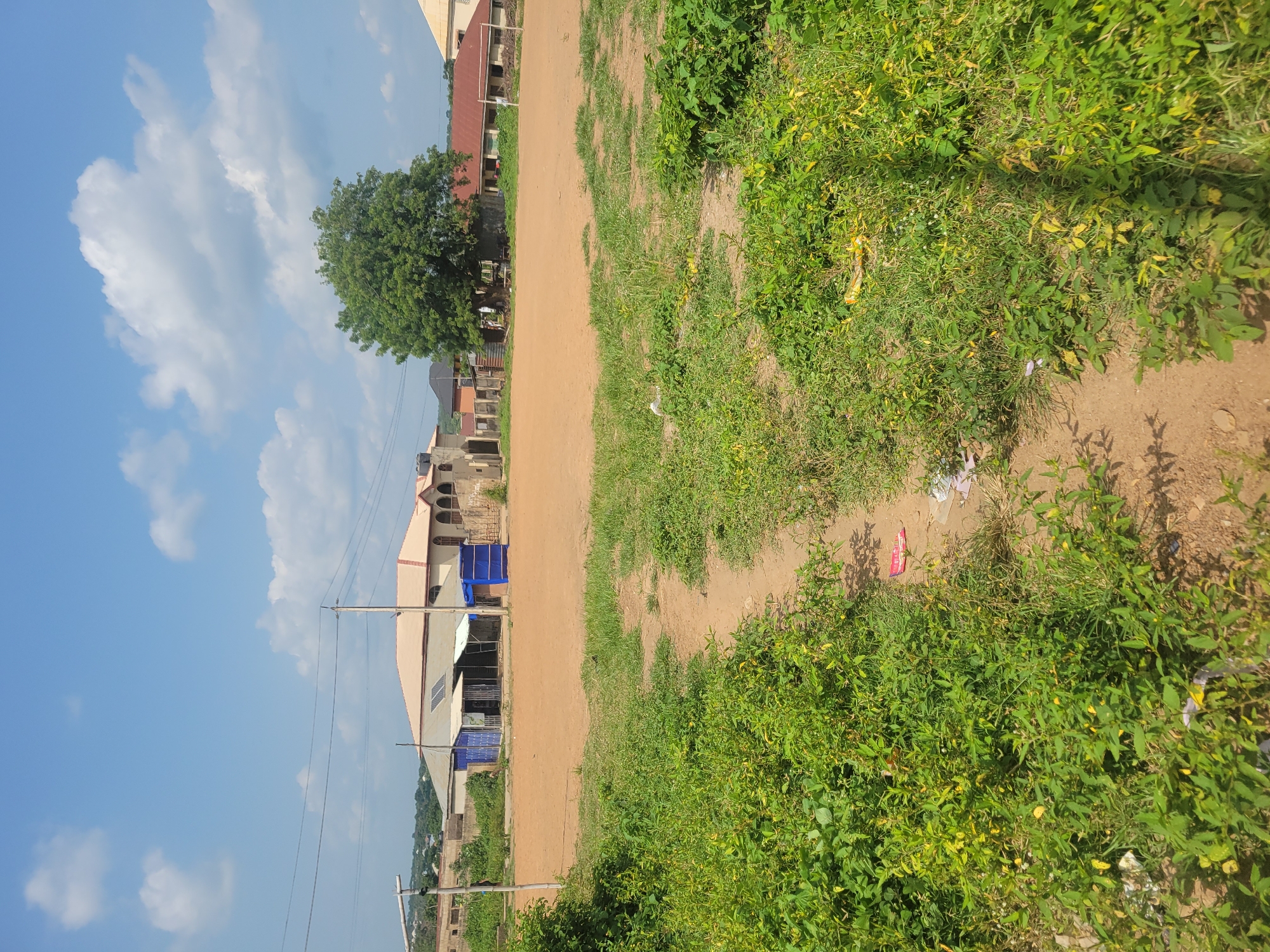 This media file depicts an outdoor scene in Ogbomosho, Nigeria, under a bright, partly cloudy sky, suggesting it is daytime. The image is oriented vertically, with the landscape running from bottom to top.
The scene features a dusty, reddish-brown path that cuts diagonally across the frame. To the left of the path, a line of buildings and structures is visible. These appear to be homes or businesses, with varying architectural styles. Some have red roofs, while others are painted lighter colors. Blue tarps are visible over some of the buildings, possibly for shade or protection. A large, leafy green tree stands prominently near the buildings, casting a shadow on the path. Utility poles with wires crisscross the sky above the structures.
To the right of the path, lush green vegetation and grass dominate the foreground. The plants are a mix of various sizes and textures, with some exhibiting yellowing leaves, which could indicate dry conditions or the season. Small white flowers are scattered throughout the greenery. There are some scattered pieces of litter visible amongst the vegetation.
No people are clearly visible in the image. The overall impression is of a rural or semi-urban environment in Nigeria, possibly a street or an area adjacent to a community. The weather appears to be warm and sunny, typical for a dry season day in the region. There is no visible text in the image.
