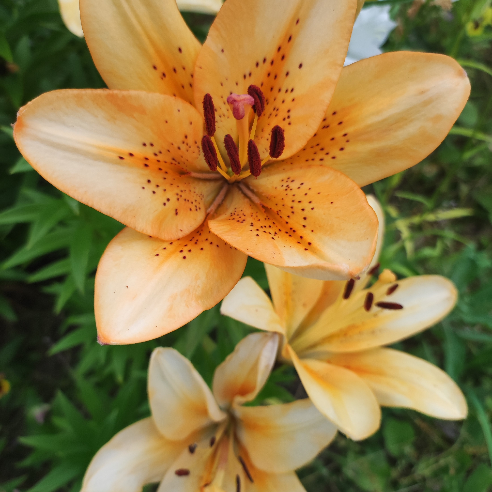 In Navoloki, Russia, a close-up, eye-level shot captures a cluster of three peach-colored lilies with dark brown speckles. The largest lily is in the foreground, its petals unfurled to reveal prominent maroon stamens tipped with pollen and a pale pink pistil. Two other lilies are visible behind it, one partially obscured and another in the lower right corner, both appearing slightly out of focus. The background consists of lush green foliage, suggesting an outdoor garden setting.