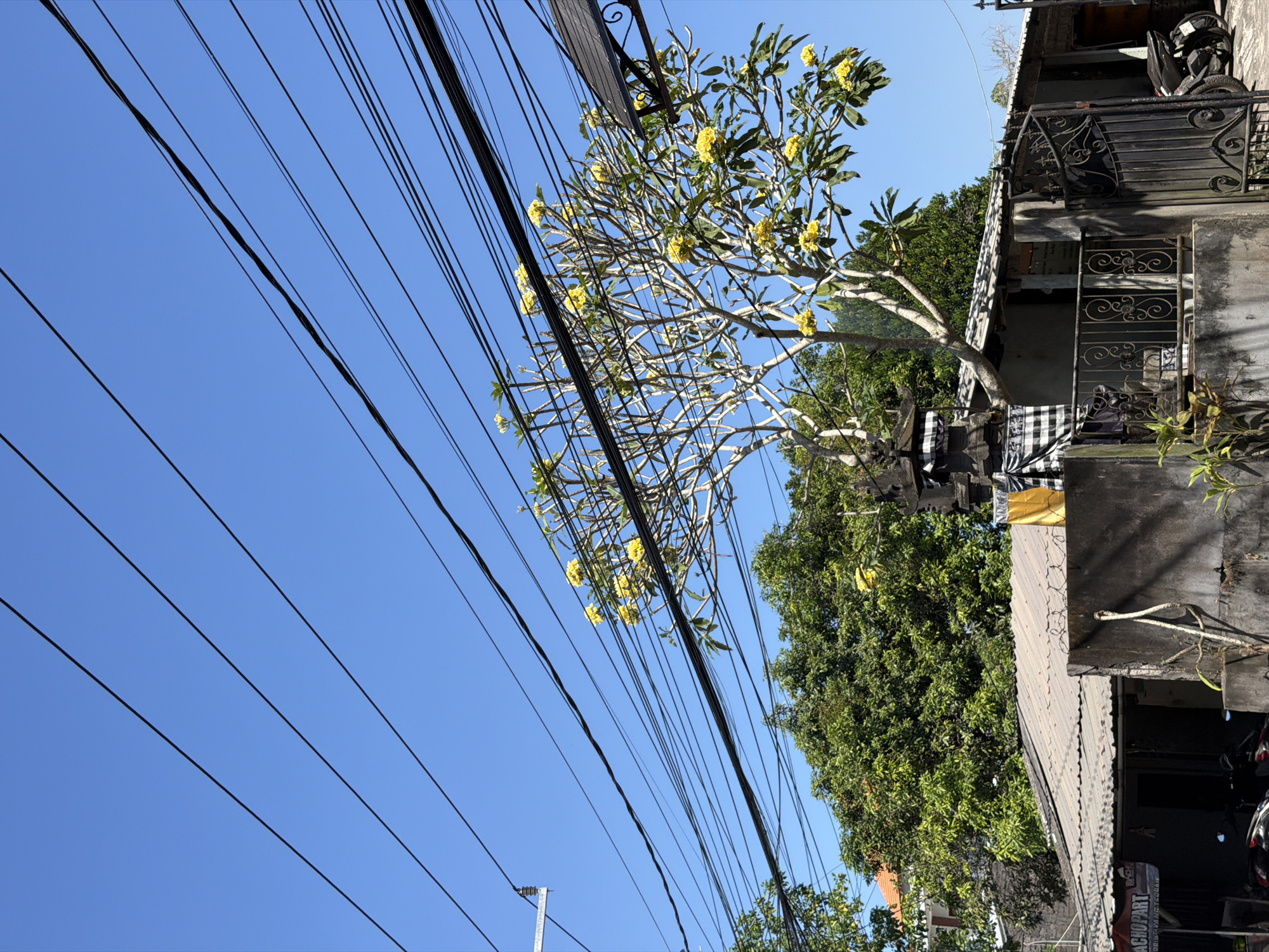 This is a medium shot, taken outdoors, in Kuta Selatan, Indonesia. The image displays a clear blue sky with numerous black electrical wires crisscrossing its expanse. In the mid-ground, a bare-branched tree with bright yellow flowers and green leaves stands prominently. Below the tree, a residential structure with a corrugated metal roof is visible. To the left of this structure, a smaller building with a sign reading "SACHO PART" is partially obscured. A black metal gate, with ornate scrollwork, guards the entrance to the property on the right. A black motorcycle is parked to the right of the gate. Lush green foliage from large trees forms a backdrop to the scene. The overall impression is one of a sunny day in a tropical urban environment.
