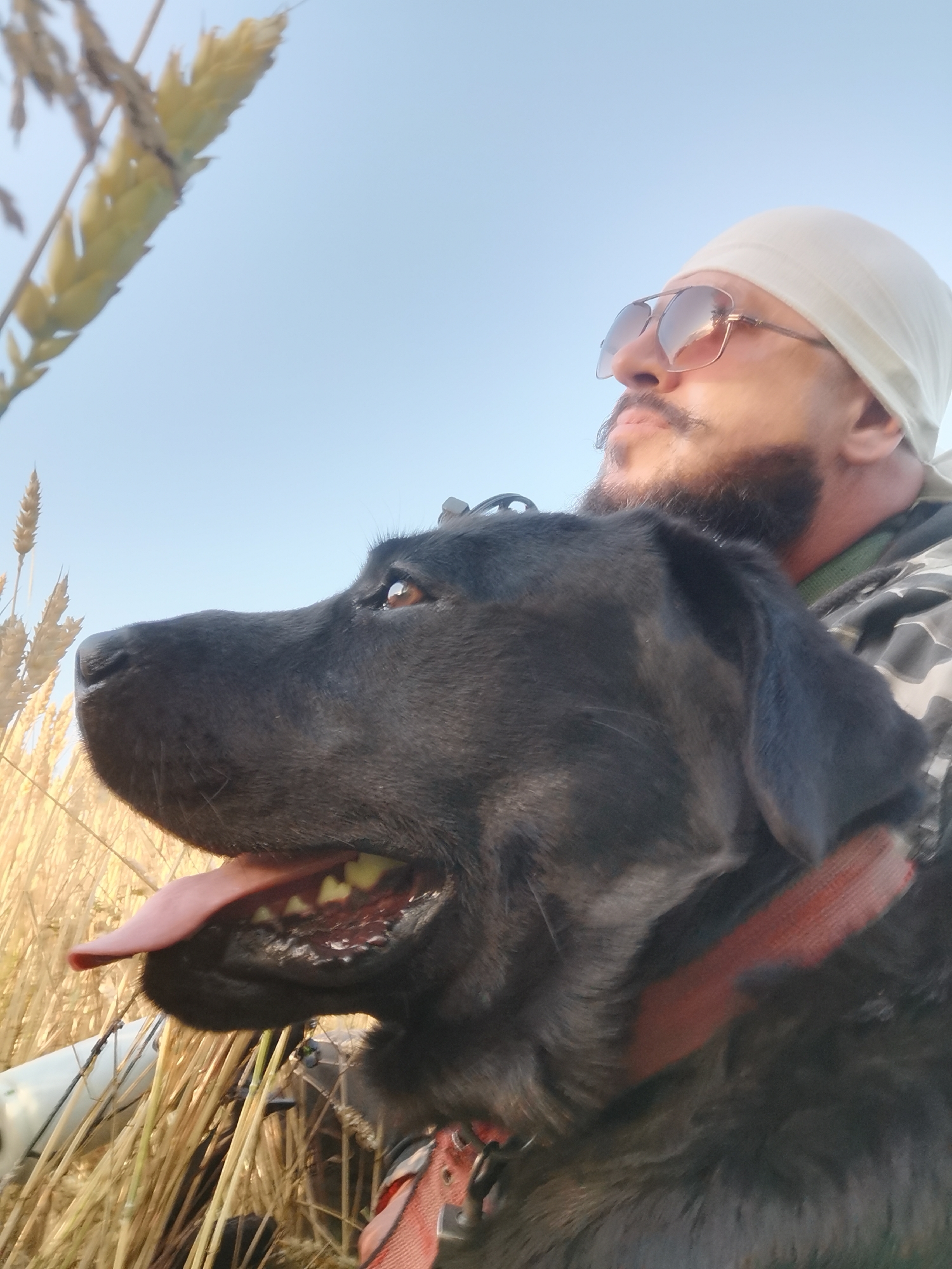 In the city of Semypolky, Ukraine, a close-up, eye-level, outdoor portrait captures a man and a black Labrador dog in a field of wheat under a clear sky. The man, positioned in the upper right quadrant, wears a white headscarf and aviator sunglasses, his face partially obscured by a beard and mustache. He looks upwards and to the right. The dog, dominating the foreground and left side, is seen from the nose up, its mouth open with its pink tongue visible, panting. Its brown eyes are alert. The dog wears a red collar. The background consists of dry wheat stalks and a pale blue sky. The lighting suggests it is daytime, likely late afternoon due to the warm tones in the wheat.