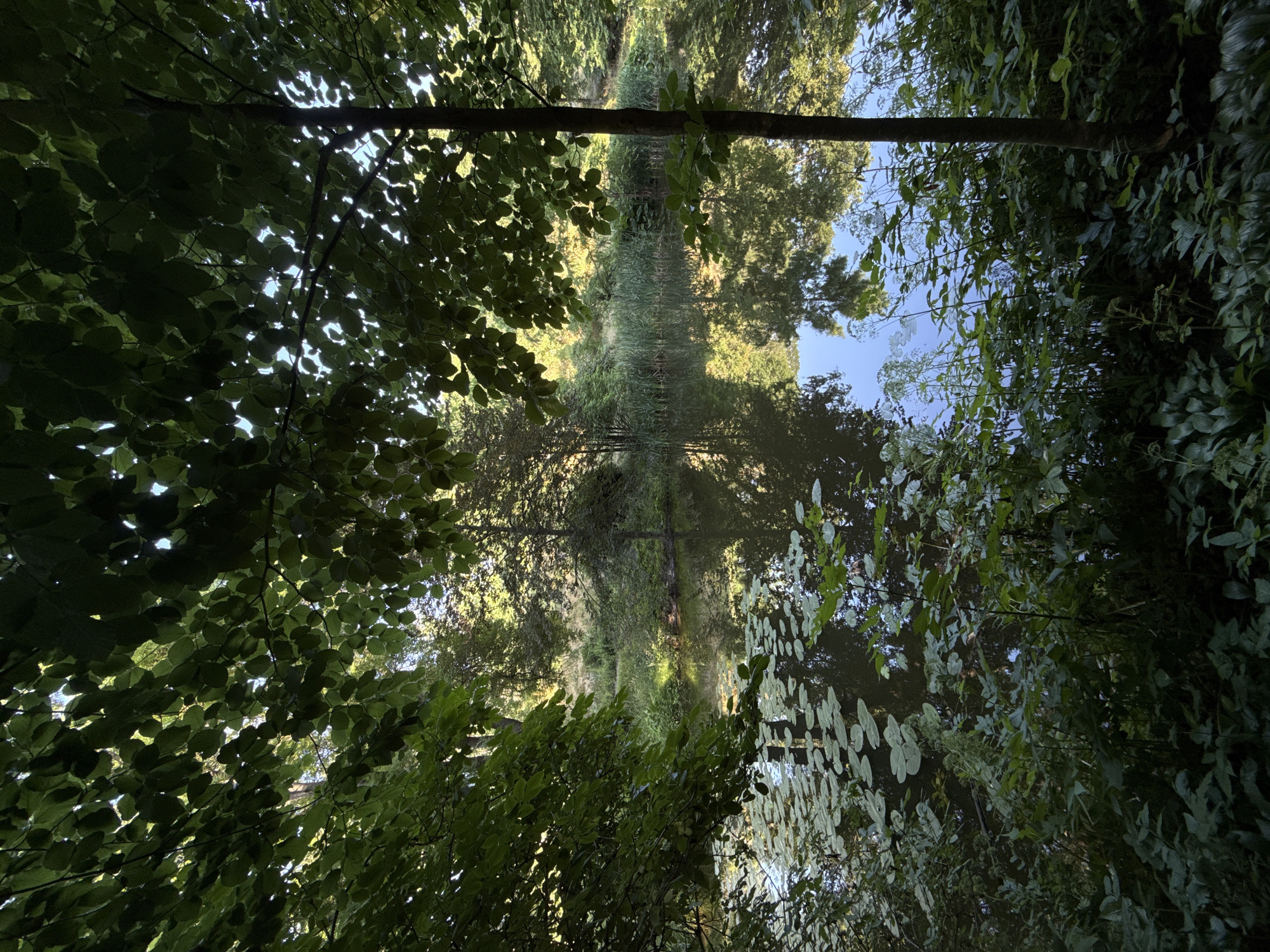 The image shows an upside-down reflection of a lush, tree-lined waterway. The foreground is dominated by the dark green foliage of trees, with dappled sunlight filtering through the leaves. The water's surface, a mirror image of the sky and trees, creates a sense of depth and tranquility. Lily pads dot the surface of the water, adding to the natural beauty of the scene. The reflection creates a surreal effect, blurring the lines between reality and illusion. The overall mood is peaceful and serene, evoking a sense of being immersed in nature. There is no visible text in the image. The time of day appears to be daytime, with the sun casting bright highlights on the foliage and water. The weather seems to be clear and calm, judging by the undisturbed reflection on the water. The location is an outdoor natural setting, likely a pond or slow-moving river surrounded by dense vegetation.