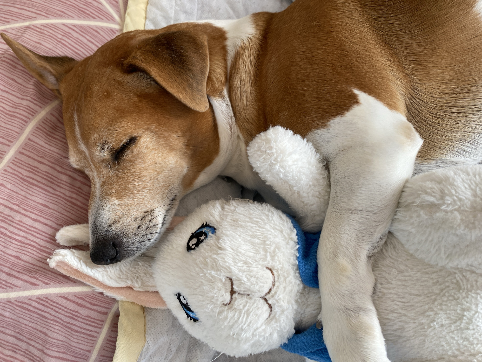 A brown and white dog, likely a terrier mix, is captured in a close-up, high-angle shot, sleeping peacefully. The dog's fur is predominantly a warm brown on its back and head, with distinct white markings on its face, chest, and paws. Its eyes are closed, indicating deep sleep, and its ears are relaxed.
The dog is curled up and cuddling a white plush toy bunny. The bunny features blue embroidered eyes and a simple, friendly embroidered smile. One of the dog's white paws is draped gently over the toy, reinforcing the sense of comfort and attachment.
They are resting on soft bedding. The visible portion of the bedding consists of a light pink fabric with a subtle, geometric striped pattern in white or a lighter shade of pink. A strip of white bedding and a cream-colored fabric are also visible, suggesting layered textiles.
The scene exudes tranquility and warmth, highlighting the dog's relaxed state while napping with its beloved toy. The lighting is soft and even, suggesting an indoor setting during the day. There is no visible text in the image. The location context provided is Chaikovsky, Russia, though no specific visual cues for this location are present in the image.
