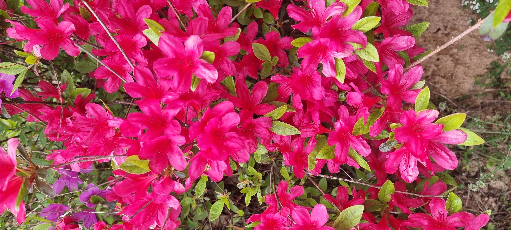 The image shows a dense collection of pink azalea flowers with green leaves. The flowers are tightly packed, filling most of the frame. A few brown branches are visible among the flowers. The background includes a patch of dirt with some sparse vegetation. The location is Dunnae-myeon, South Korea.