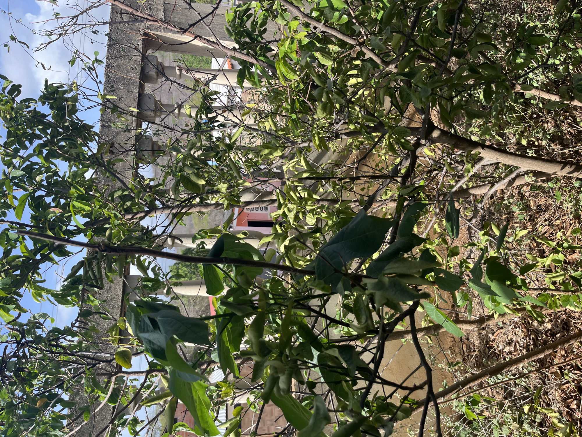 The image captures a sunlit outdoor scene in Juan Griego, Venezuela, focusing on the dense foliage of fruit-bearing trees in the foreground. The branches, some thin and bare, others laden with vibrant green leaves and small green fruits, create a layered effect. In the background, a weathered concrete structure with pillars and an arched top suggests an architectural element, possibly a balcony or decorative wall, partially obscured by the vegetation. Beyond this structure, a small building with a pink wall and a dark opening is visible, hinting at residential or utility structures. The ground is covered with dry leaves and sparse vegetation. The sky above is a bright blue with scattered white clouds, indicating a clear day. The overall impression is one of natural overgrowth in a semi-urban or rural setting.