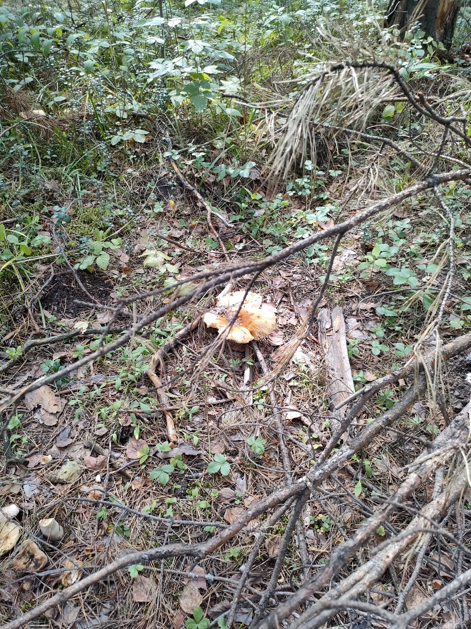 A high-angle, full shot captures a forest floor in Yuzhnyy, Russia, characterized by a dense undergrowth of green plants, pine needles, and fallen leaves. Several brown branches crisscross the foreground, obscuring parts of the scene. In the mid-ground, a large, orange mushroom with a wide cap and visible gills rests on the forest floor, near a piece of decaying wood. A few smaller, white mushrooms are also visible scattered among the debris. The overall impression is of a natural, undisturbed woodland environment.