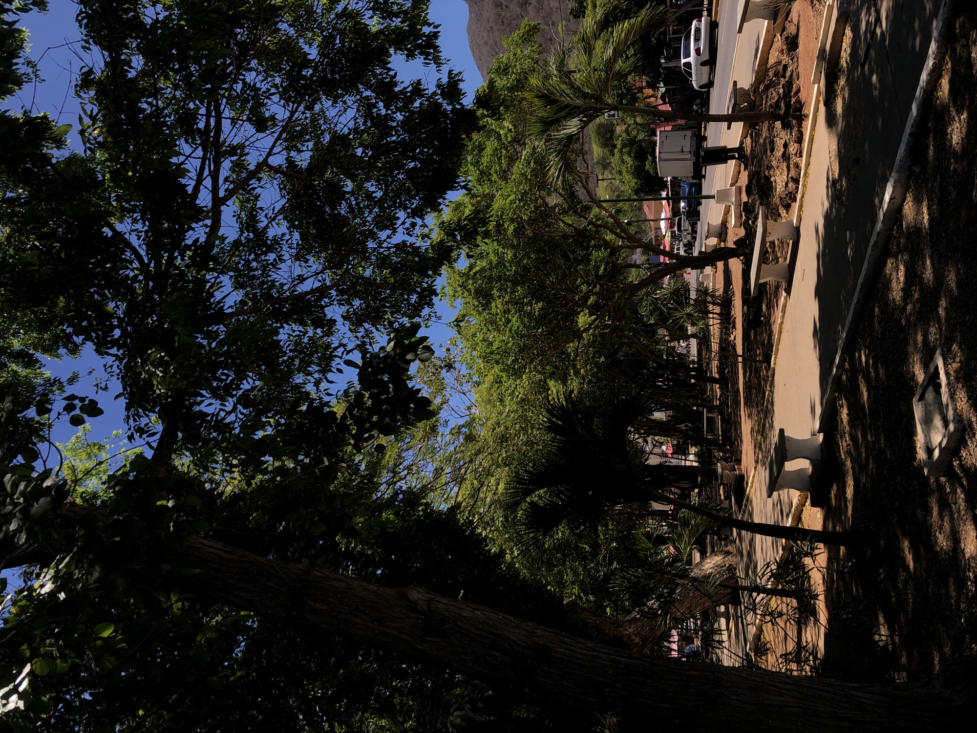 This media file presents a sunny daytime scene, likely a public park or street, nestled against a mountainous backdrop. The image appears to be rotated 90 degrees clockwise; when viewed upright, a large, dark-trunked tree dominates the lower left foreground, its dense canopy casting deep shadows across the bottom and left side of the frame. Through the tree's foliage, patches of bright blue sky are visible.
To the right, a clear concrete pathway runs parallel to a paved road where a white car is parked. Several light-colored, sturdy benches are spaced along the pathway, some illuminated by sunlight, others partially obscured by shadows. Beyond the immediate path and road, more green trees and vegetation line the area. In the far background, a large, rocky mountain or hill rises prominently, its lower slopes covered in greenery, set against the clear blue sky. Additional cars and some indistinct structures can be seen further down the road.
The scene is bathed in bright sunlight, creating strong contrasts between light and shadow, suggesting a clear day, likely late morning or early afternoon. No people are visible, nor is there any discernible text. The combination of lush trees, including what appears to be palm-like foliage, a paved road, public benches, and a significant mountainous feature is consistent with a scenic, semi-urban or rural area, such as El Valle del Espíritu Santo, Venezuela. The overall impression is one of a tranquil, natural environment adjacent to a roadway.