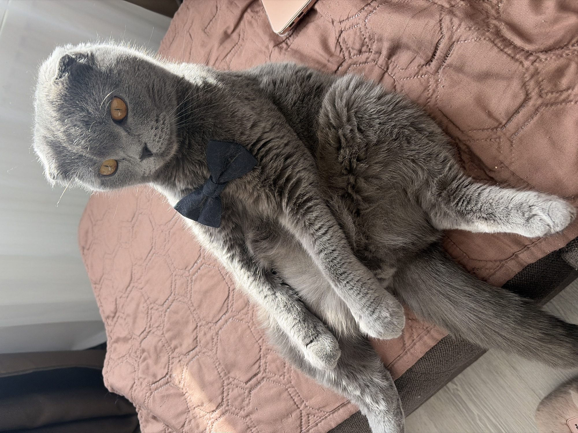 A grey Scottish Fold cat with distinctive folded ears and bright amber eyes is depicted lounging on a bed in a domestic indoor setting in Saint Petersburg, Russia. The cat is lying on its side, looking slightly off-camera with a calm and relaxed expression. It wears a small, dark bow tie around its neck.
The cat's fur is short and dense, illuminated by bright natural sunlight that highlights its texture and creates shadows, suggesting it is daytime, likely morning or late afternoon. The animal is positioned on a quilted bedspread or blanket, which is a dusty rose or mauve color with a repetitive hexagonal stitching pattern.
In the upper right corner of the frame, a metallic rose gold or pink smartphone is partially visible on the blanket. Part of a dark brown pet bed or cushion is also seen beneath the cat's tail, and light wood flooring is visible in the lower right portion of the image. There is no discernible text visible in the media file.