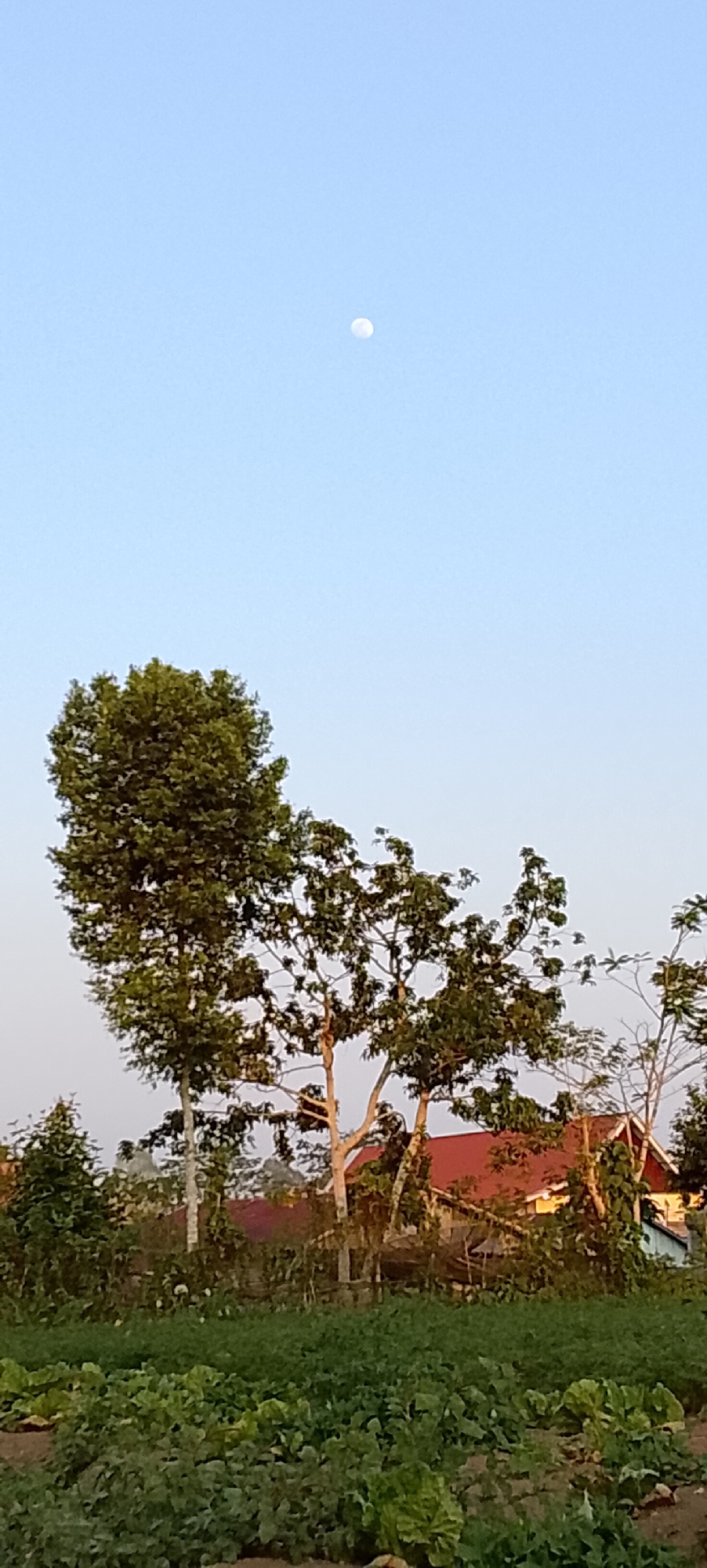 The image depicts a daytime scene in Padang Dalom, Indonesia. The sky is a clear, pale blue. A small, partially illuminated moon is visible in the upper portion of the frame. In the middle ground, several trees with green foliage stand tall, with one particularly large tree on the left. Behind the trees, a building with a reddish roof and yellow walls is partially visible. The foreground is dominated by lush green vegetation, possibly a field of crops. The overall impression is of a rural or semi-rural landscape on a clear day.